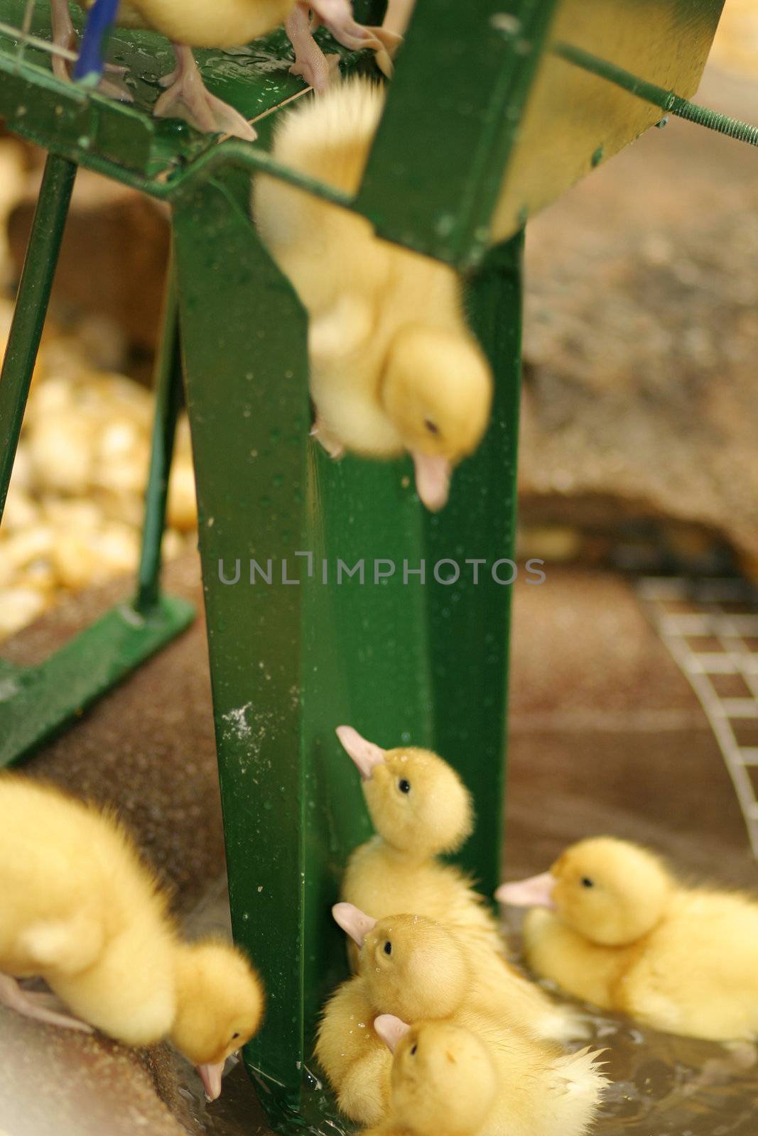 Baby ducks  having fun.  Focus on the middle duck at bottom of slide.  The duckling on the slide is in motion as another awaits his turn.