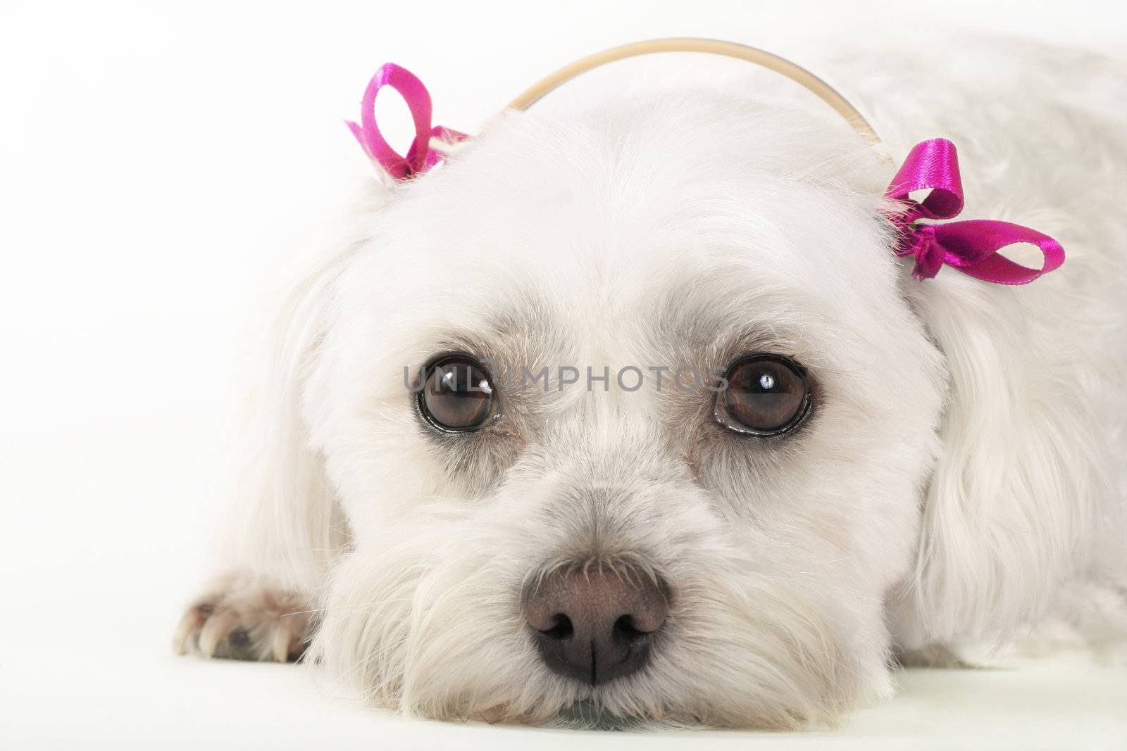 Maltese dog with pink ribbons