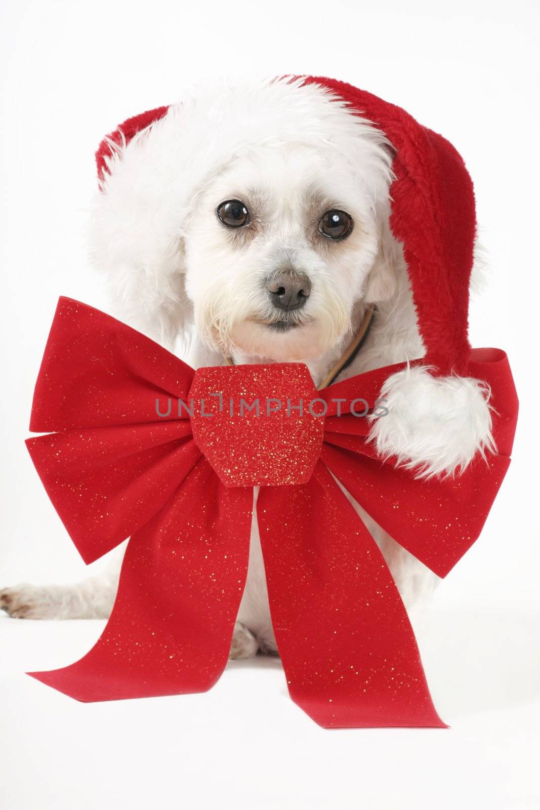 How much is that doggy in the window.....

Maltese terrier with a big red ribbon and red hat.