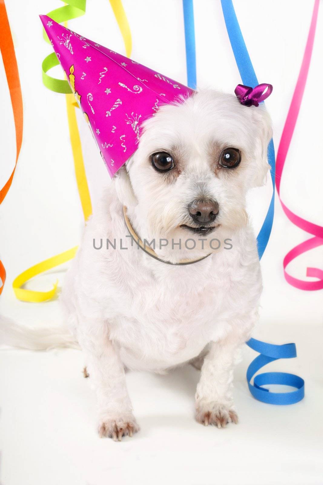 White dog, party hat and streamers