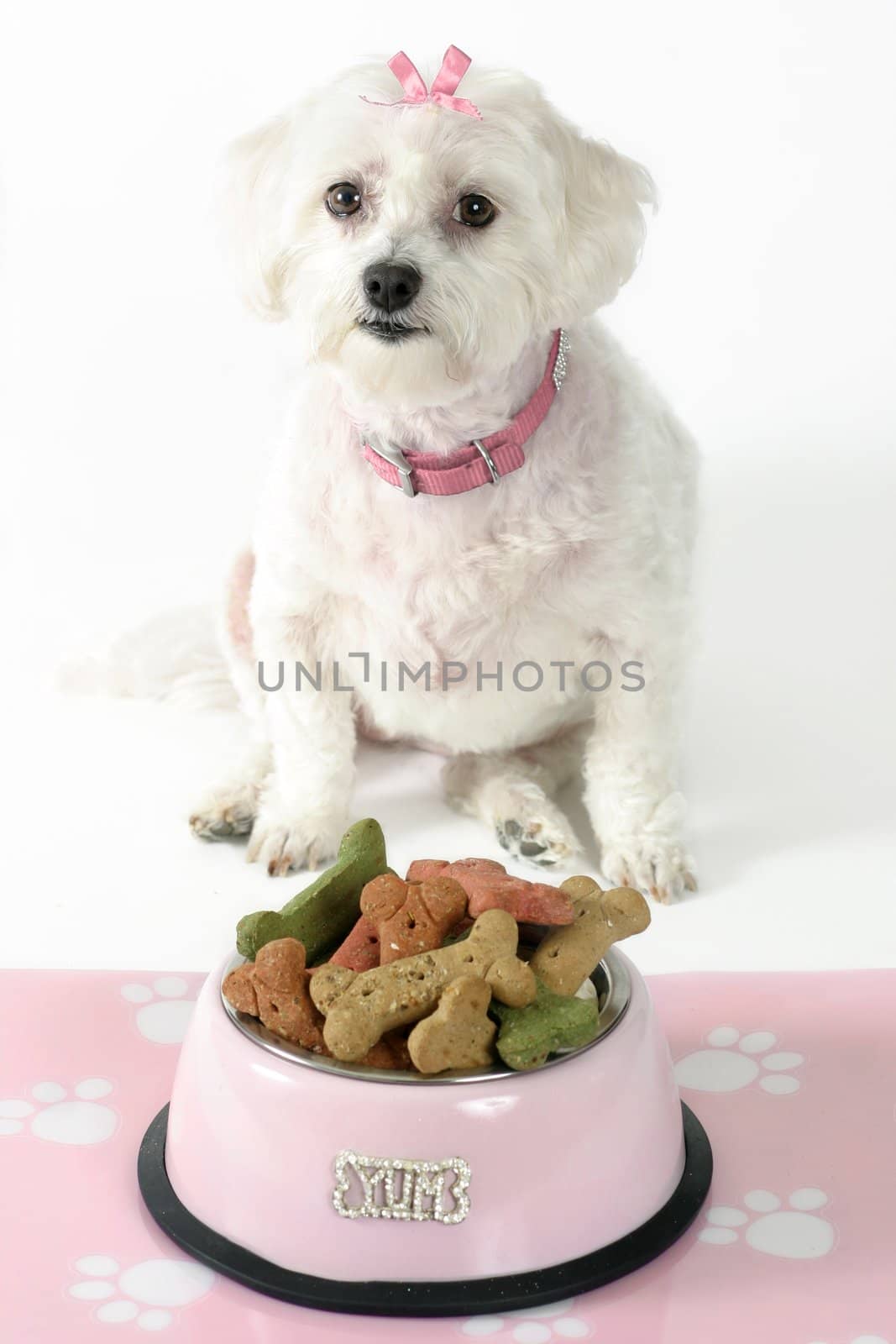 White maltese terrier with pink collar and ribbon sits in front of a pink dog bowl filled with doggie bone-shaped biscuits
