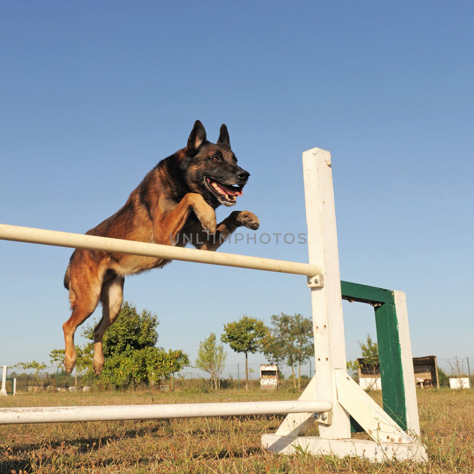  purebred belgian sheepdgog malinois in a training of agility