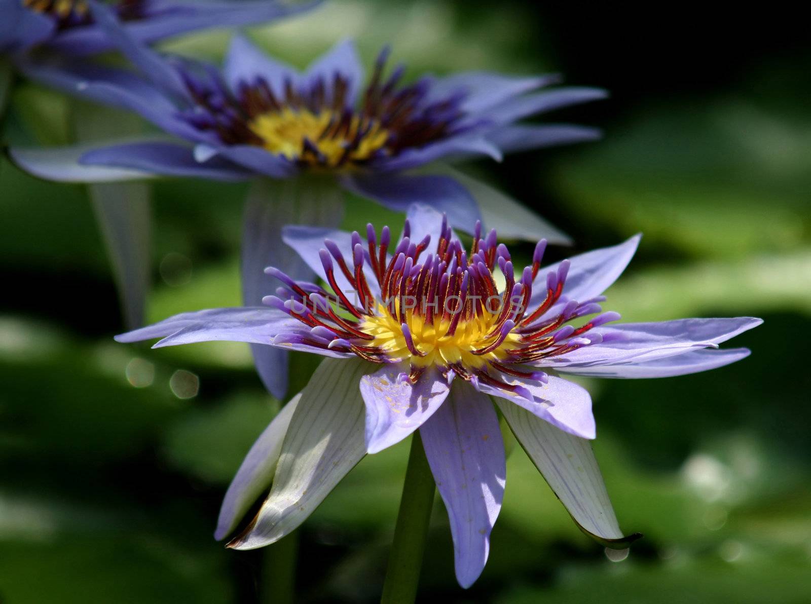 Close-up of a water lily