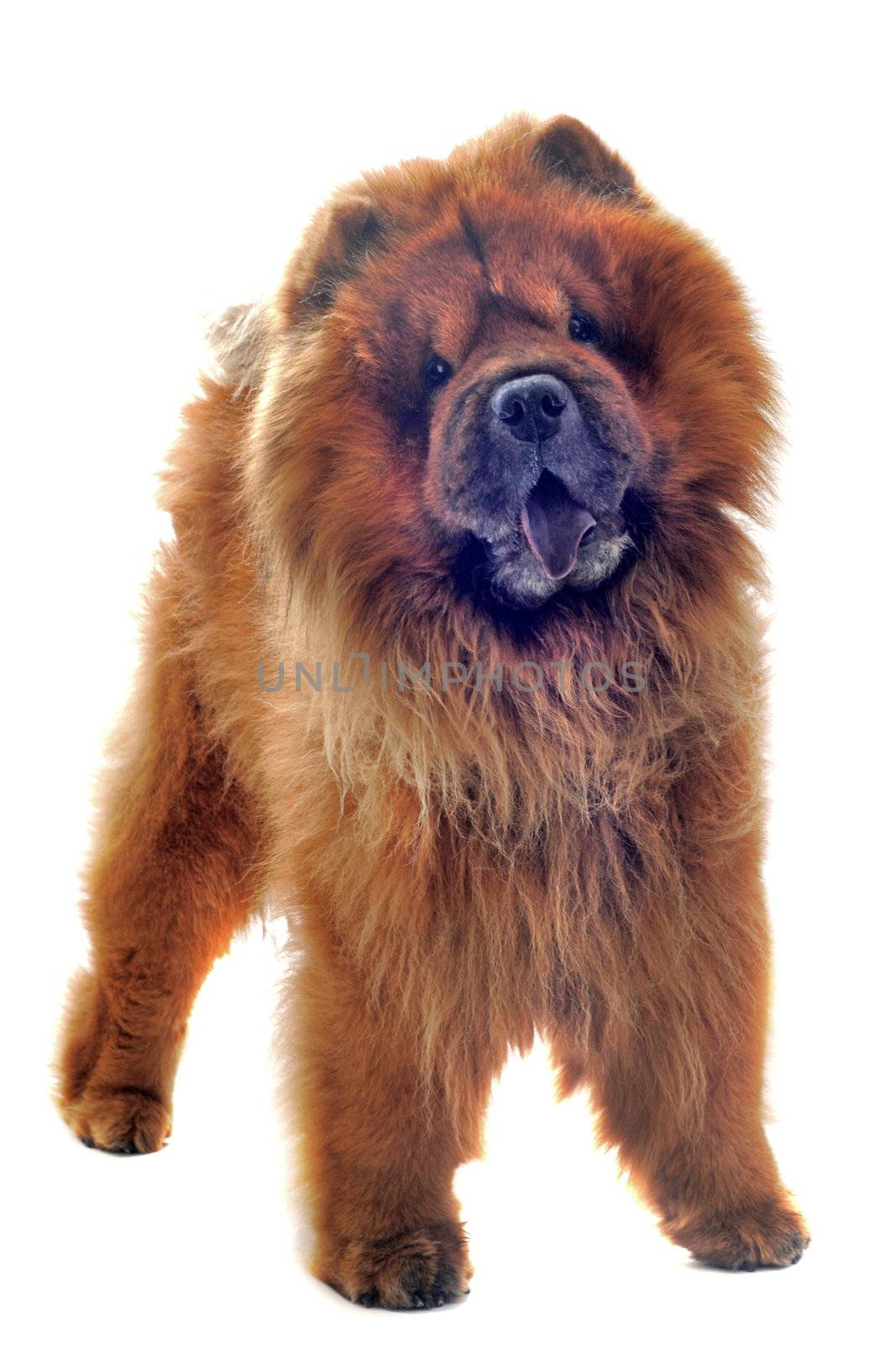 chow-chow in front of a white background