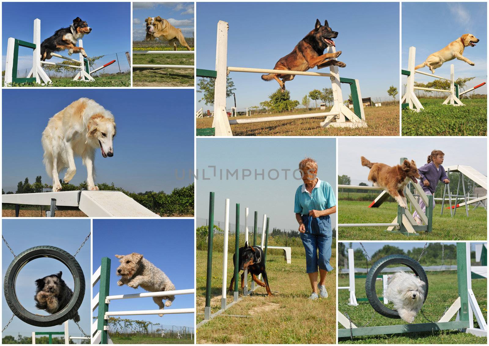composite picture with purebred dogs in training of agility