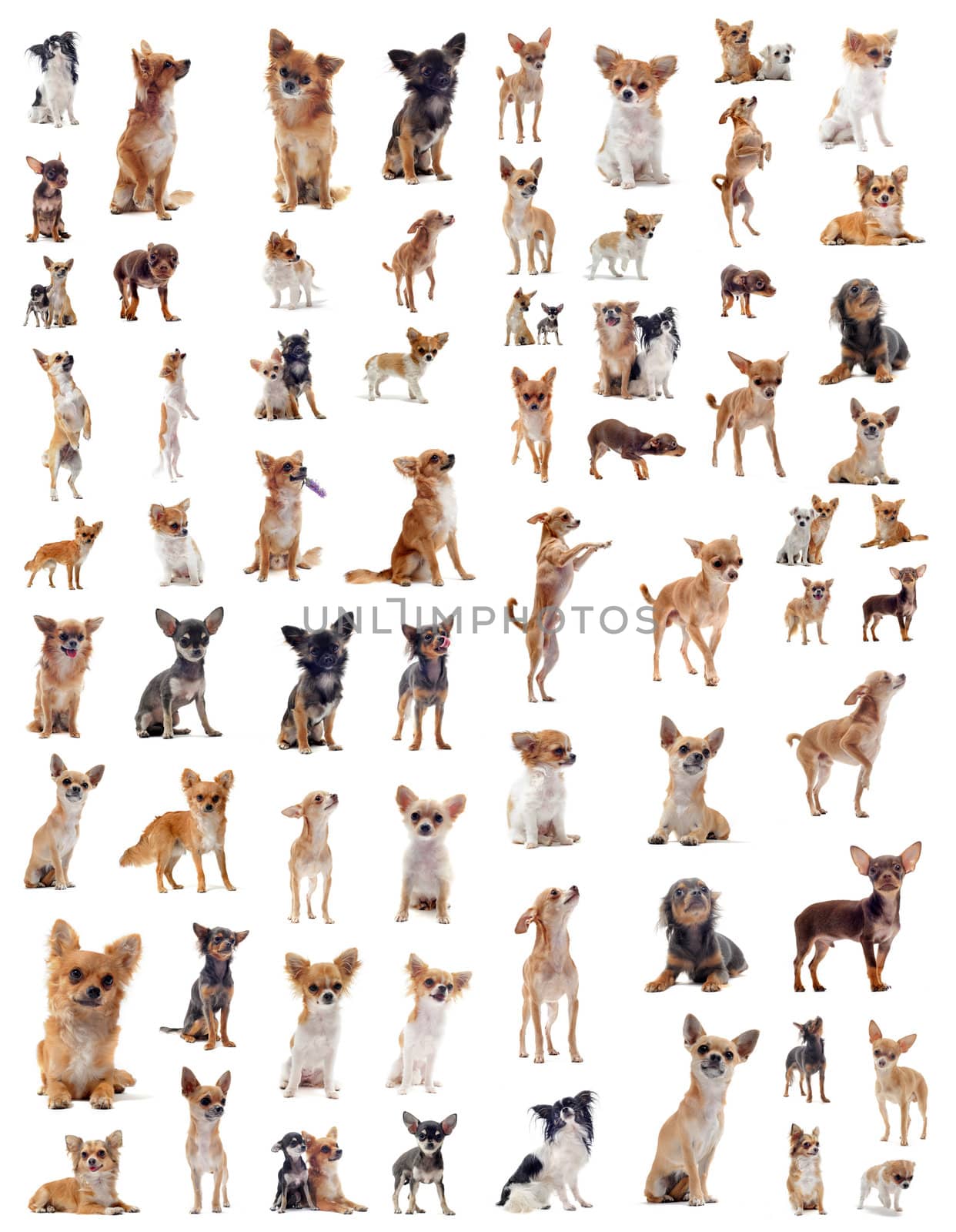 portrait of a many purebred  chihuahuas in front of white background