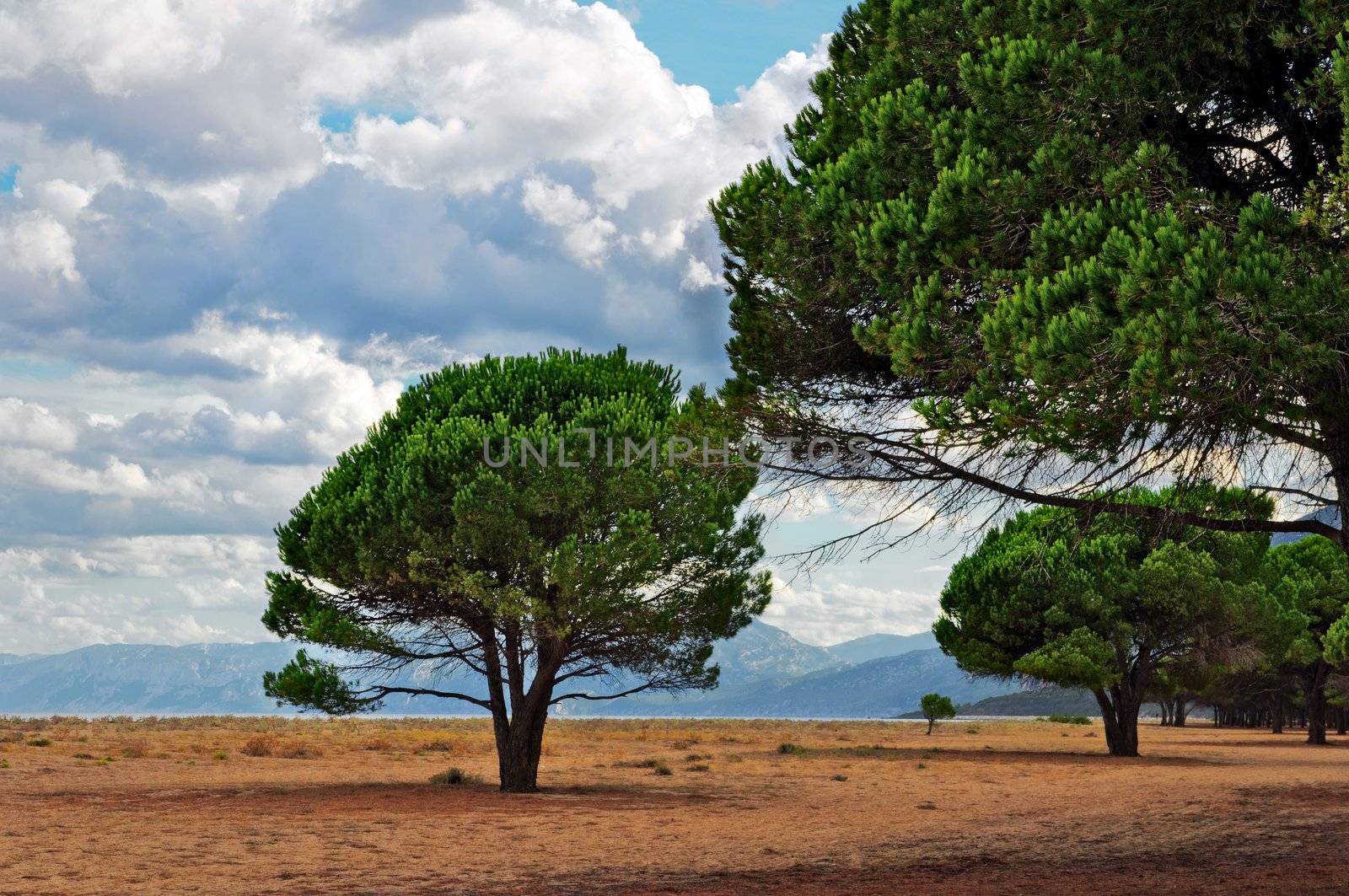 Maritime Pine on a Sardinian beach by rmarinello