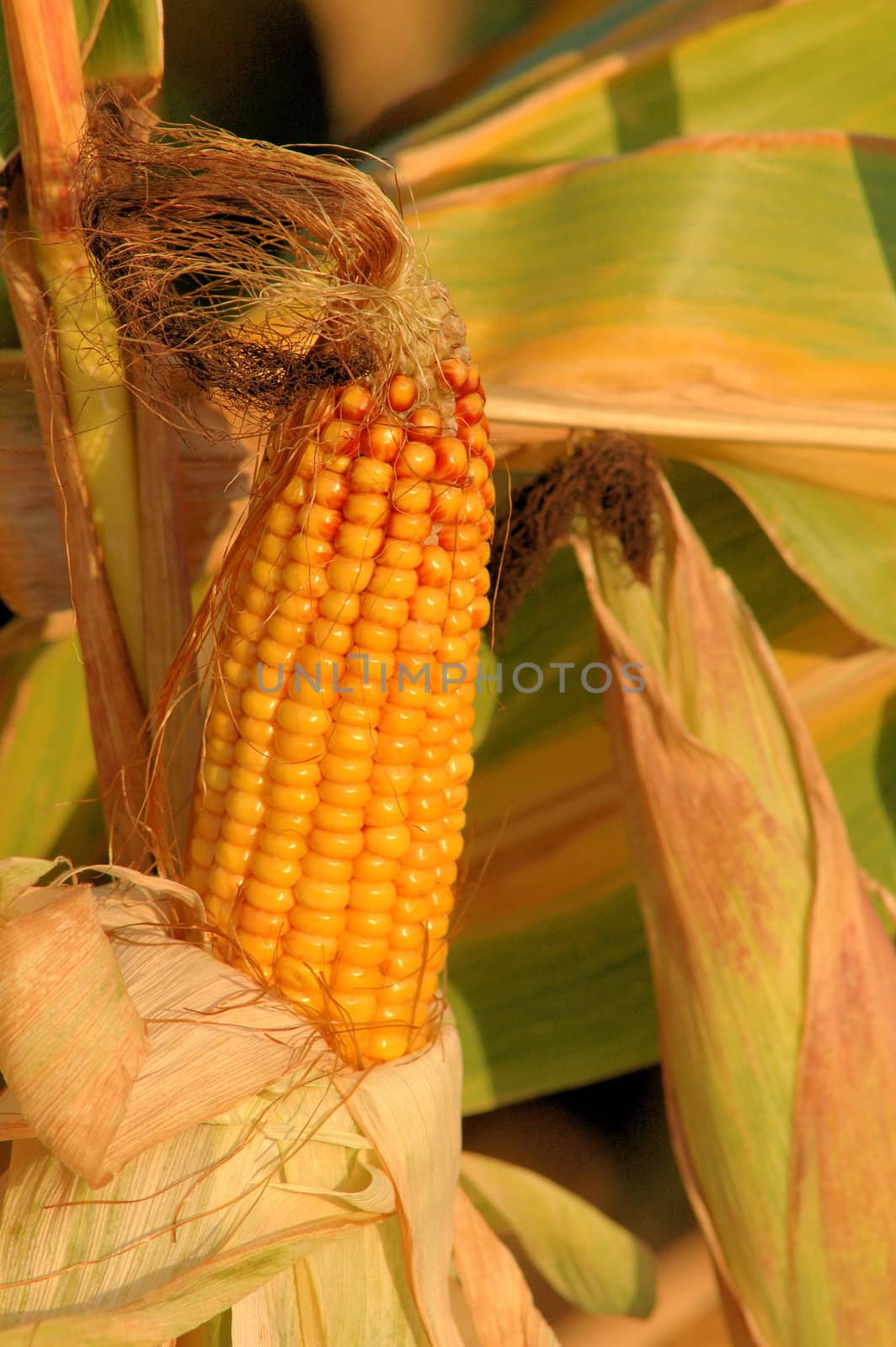 Ripe corn