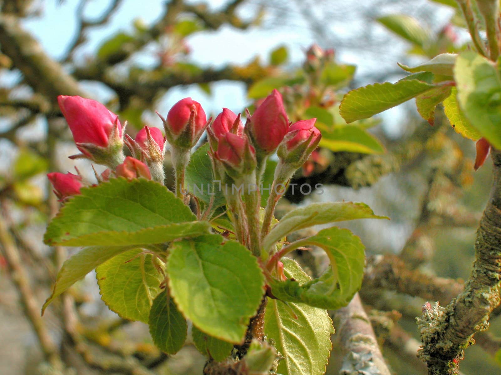 Apple tree by BZH22