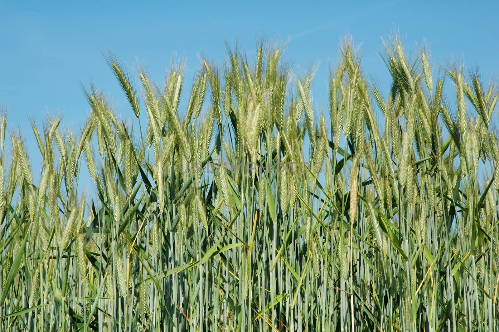 A field of  barley.