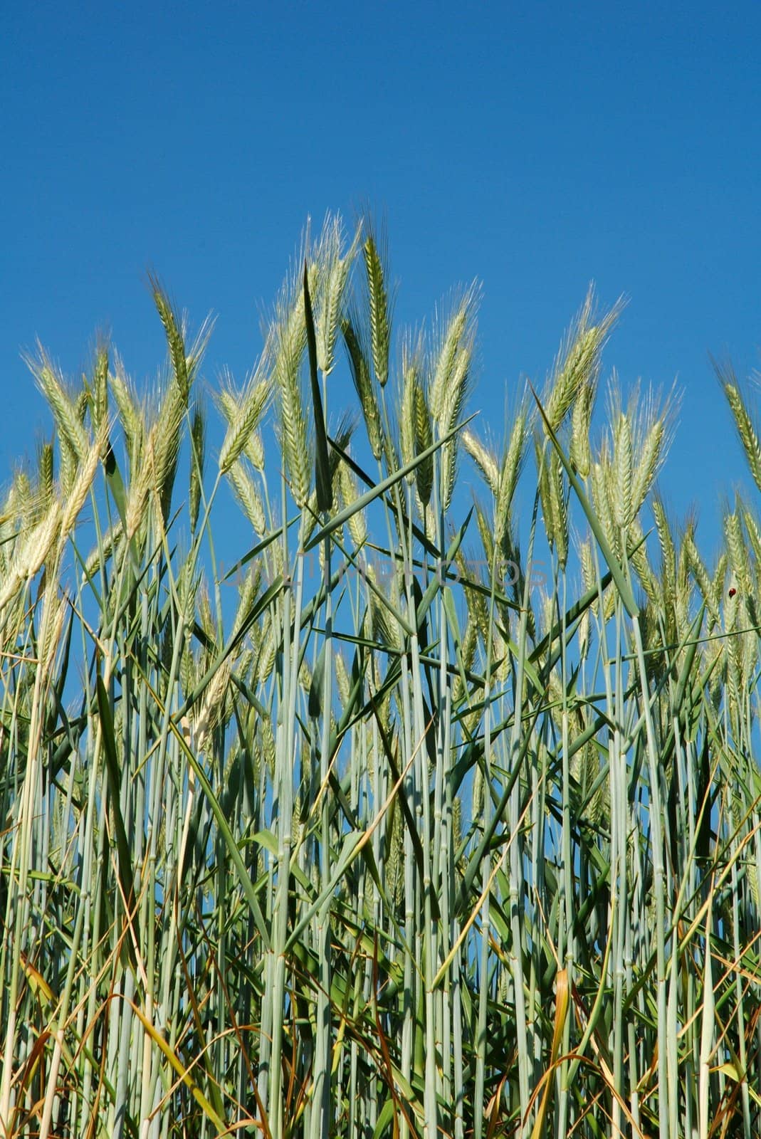 A field of  barley.