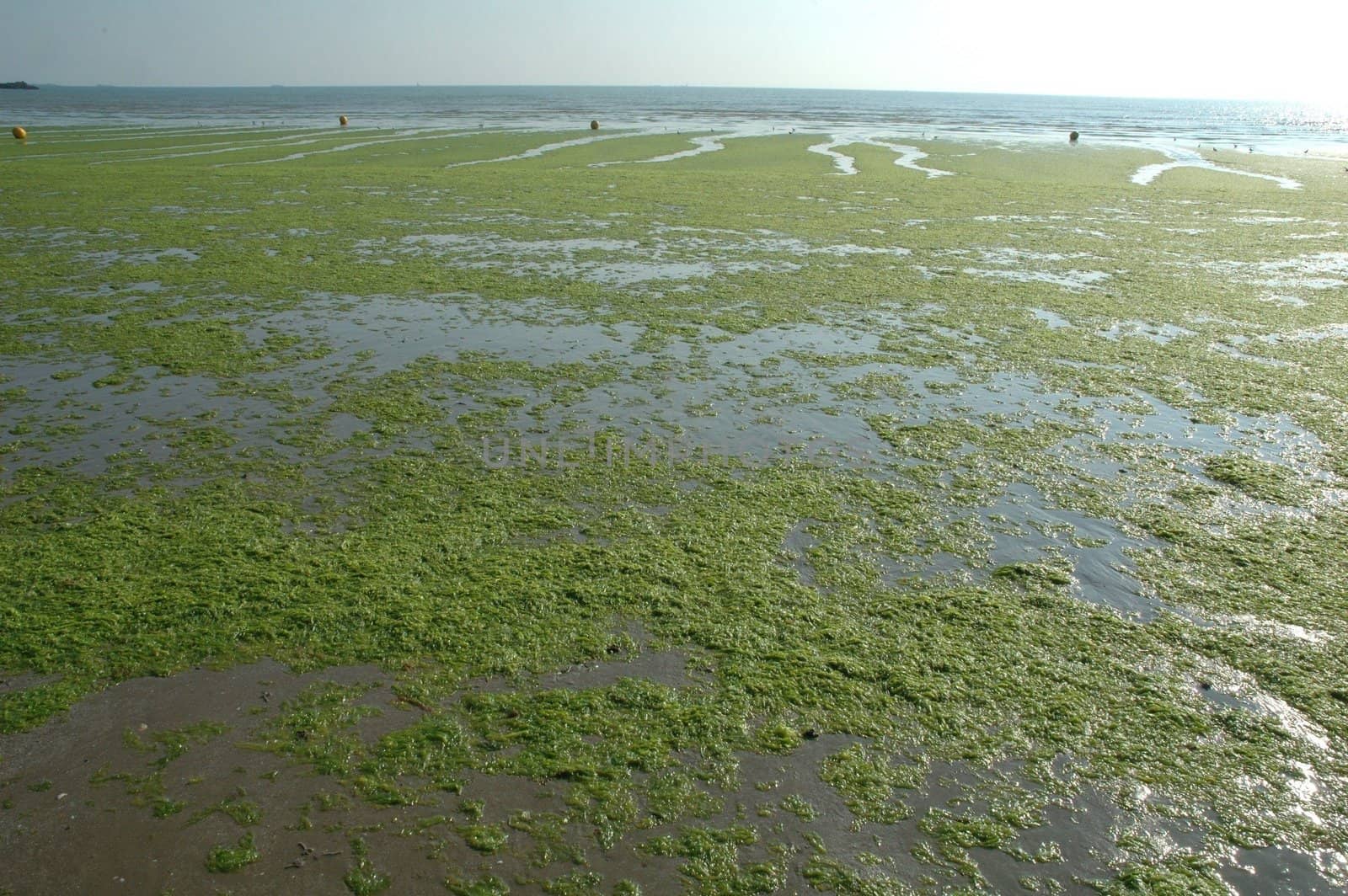 Beach invades green sea-weed
