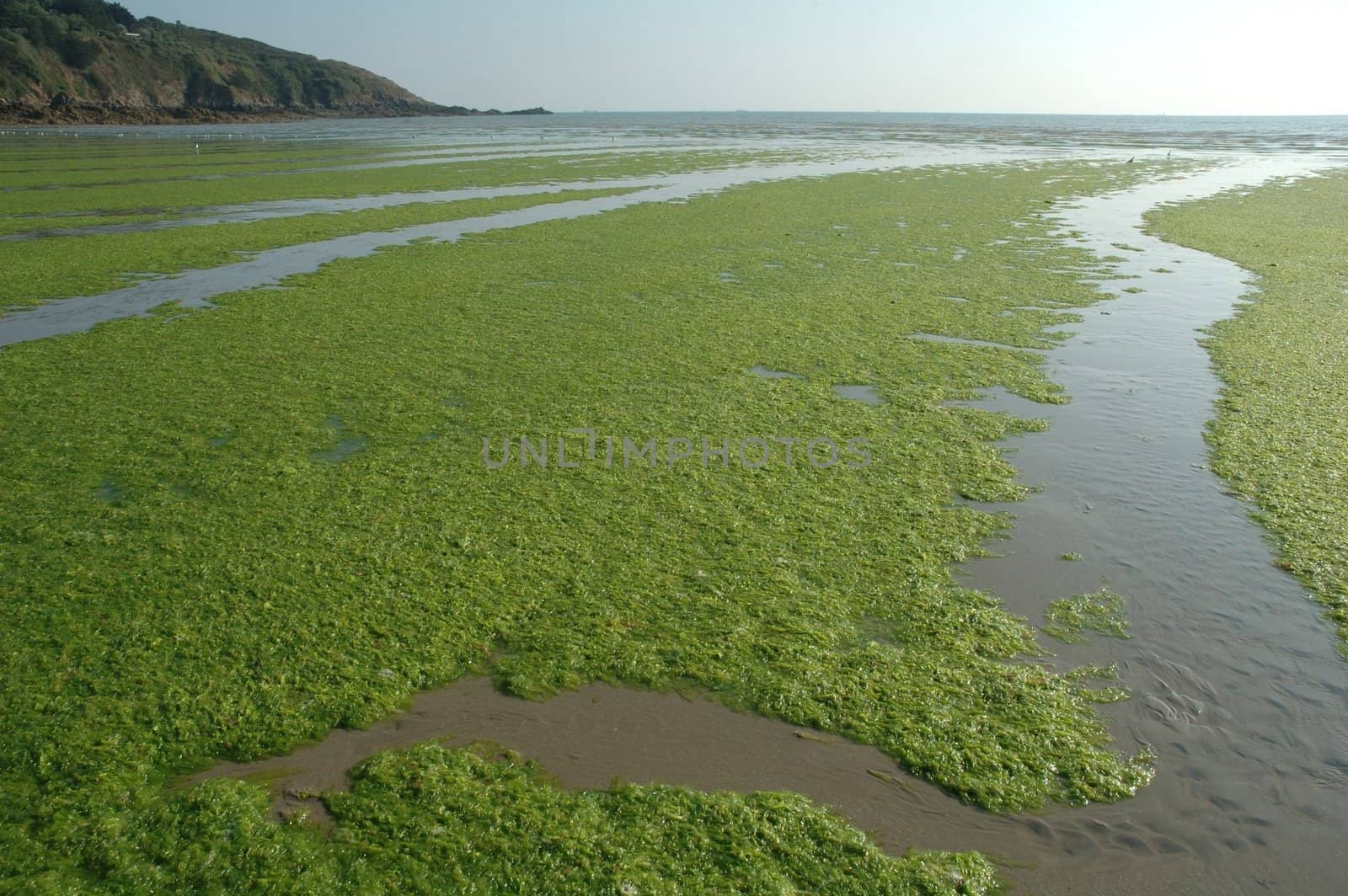 Beach invades green sea-weed
