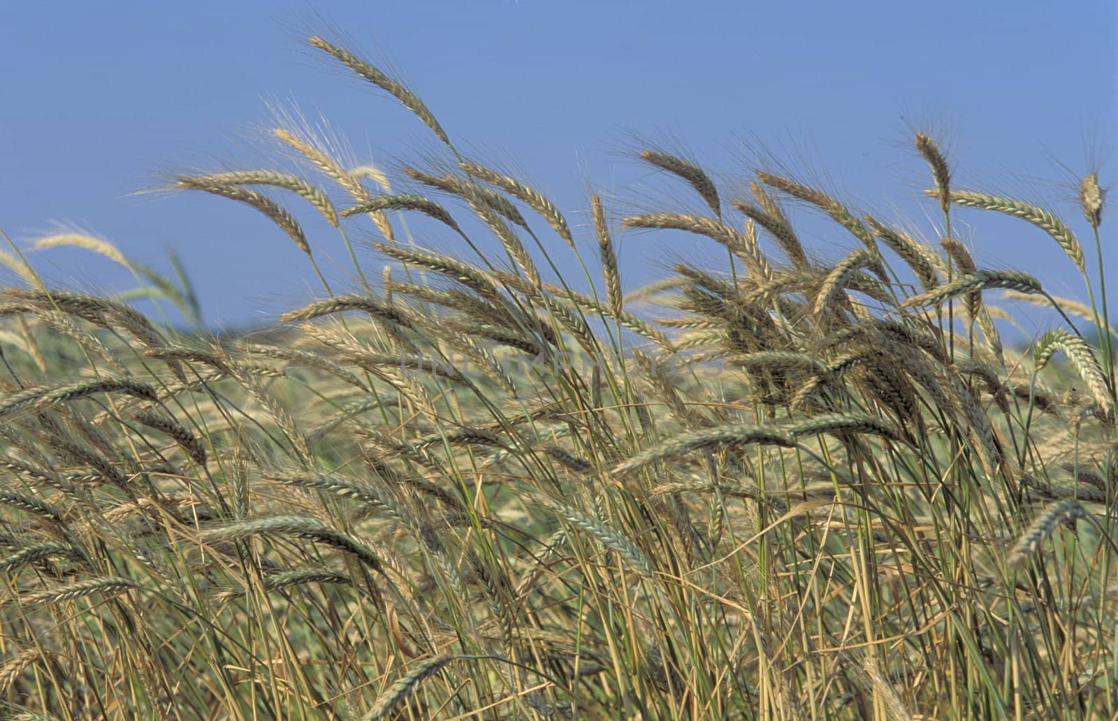 A field of  barley. by BZH22