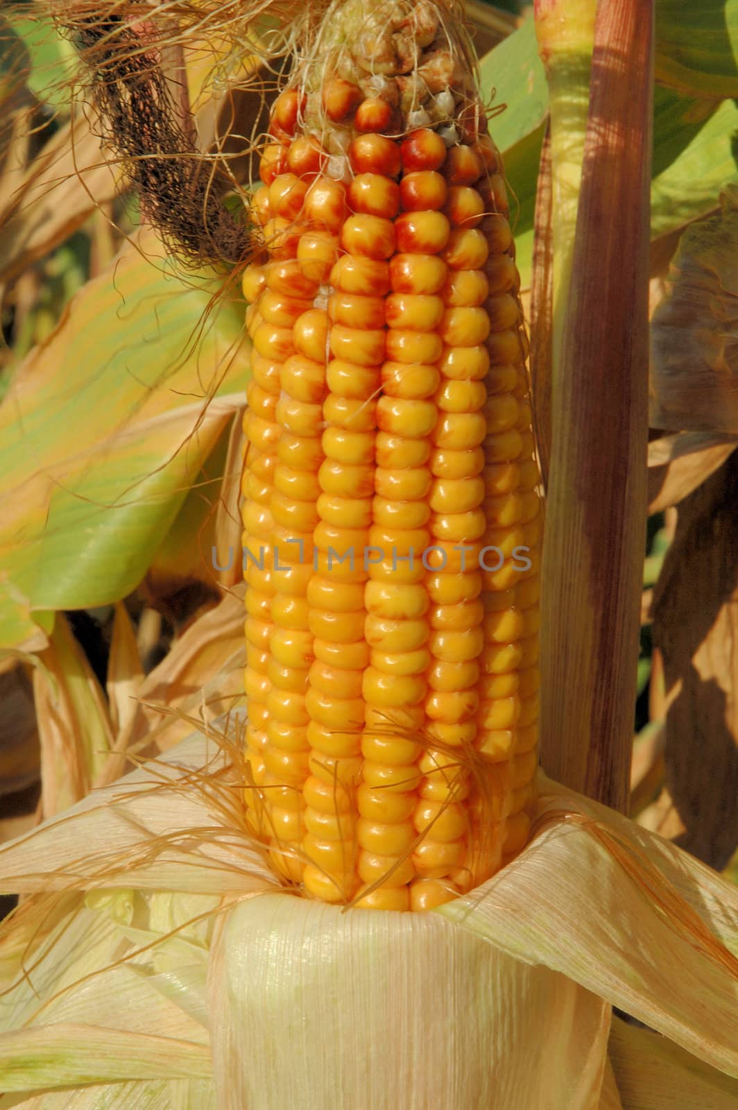 Ripe corn