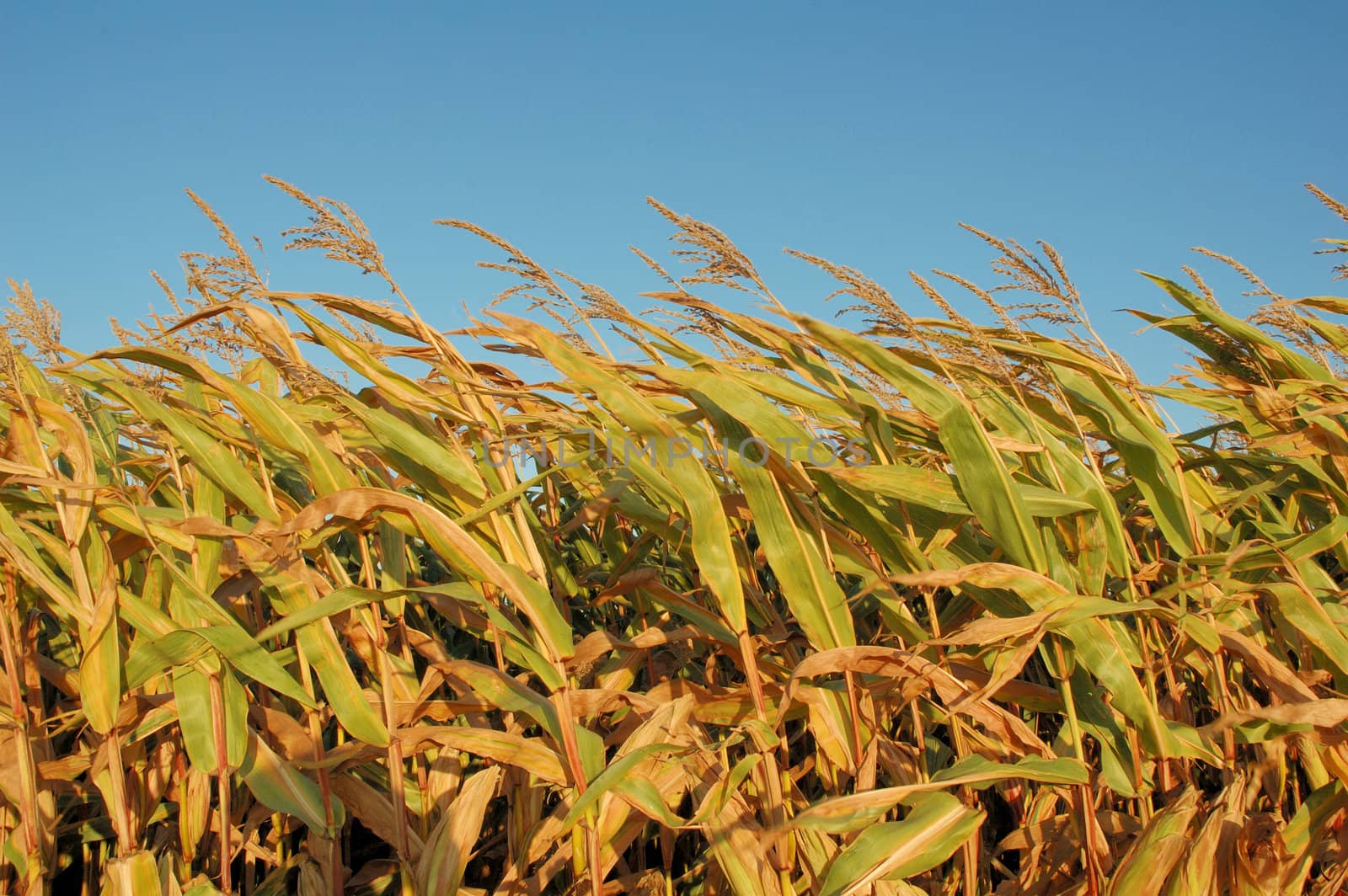 Ripe corn by BZH22