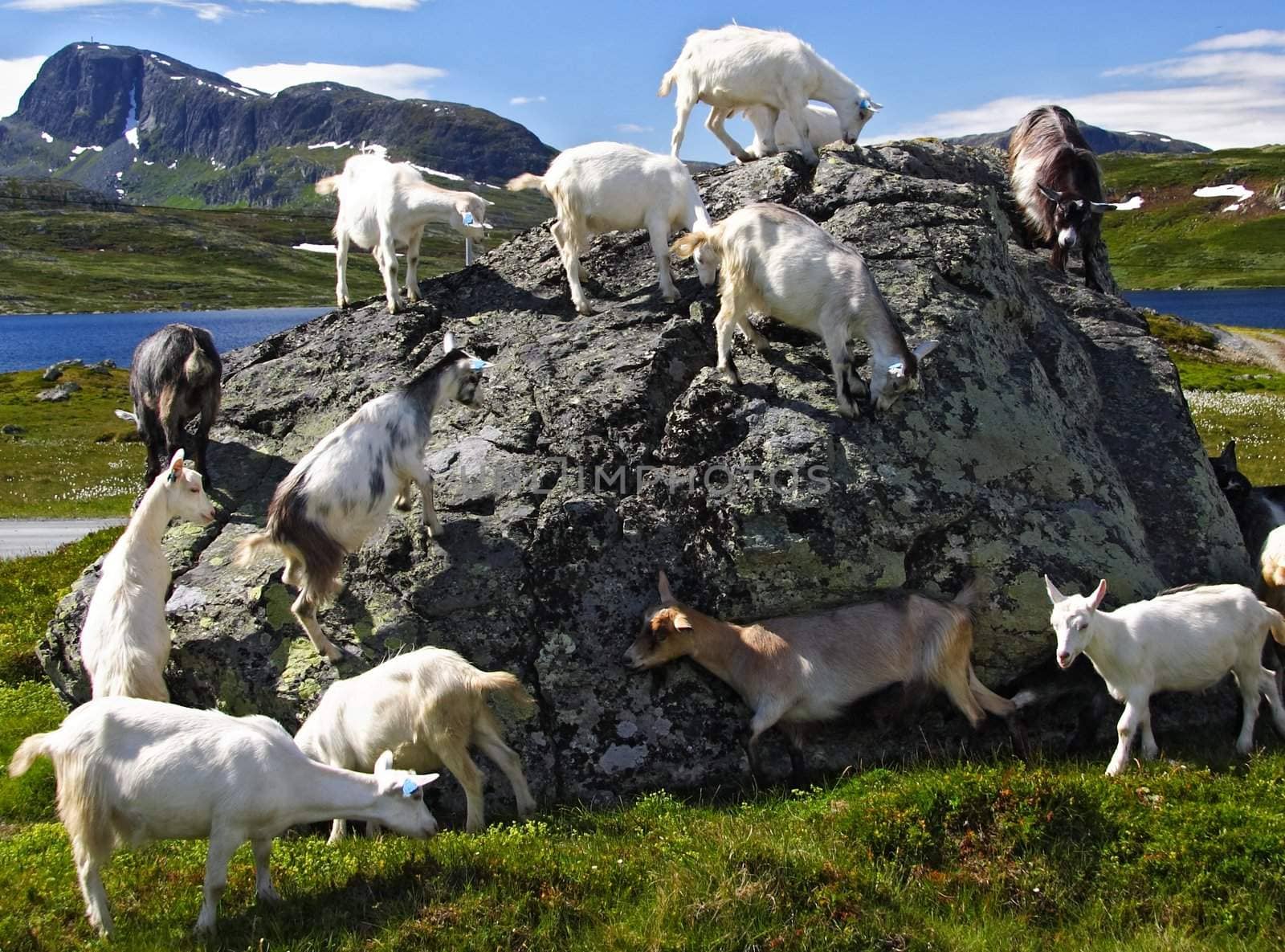 Goats in Jotunheimen national park, Norway