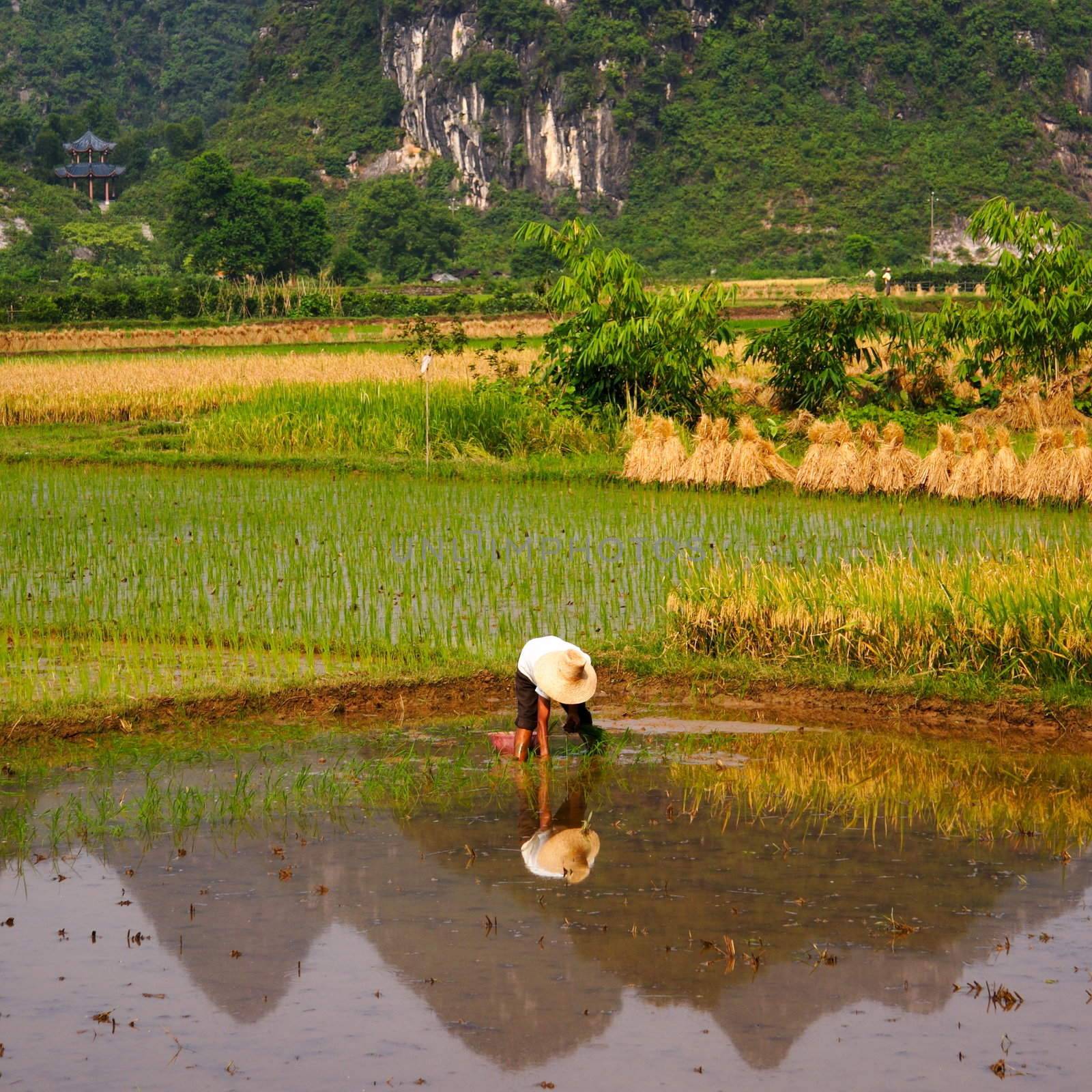 Rice Field Work  by Maridav