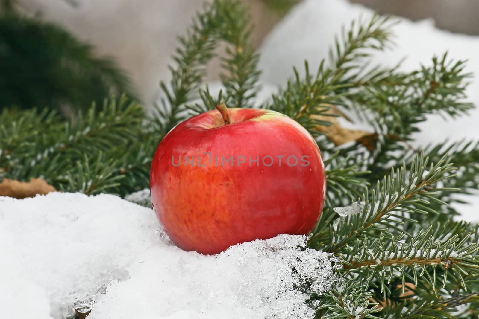 On a pine branch, among green needles the big red apple lies. Nearby on a branch a heap of snow.
