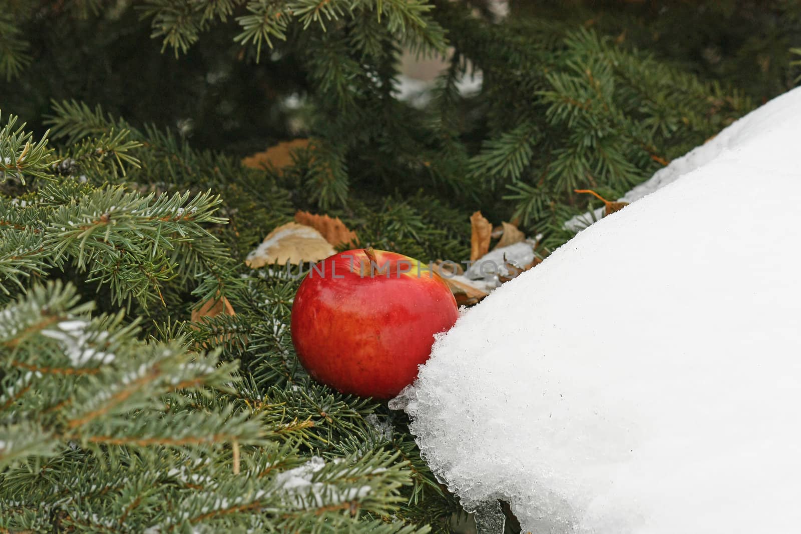 Apple and snow by zhannaprokopeva