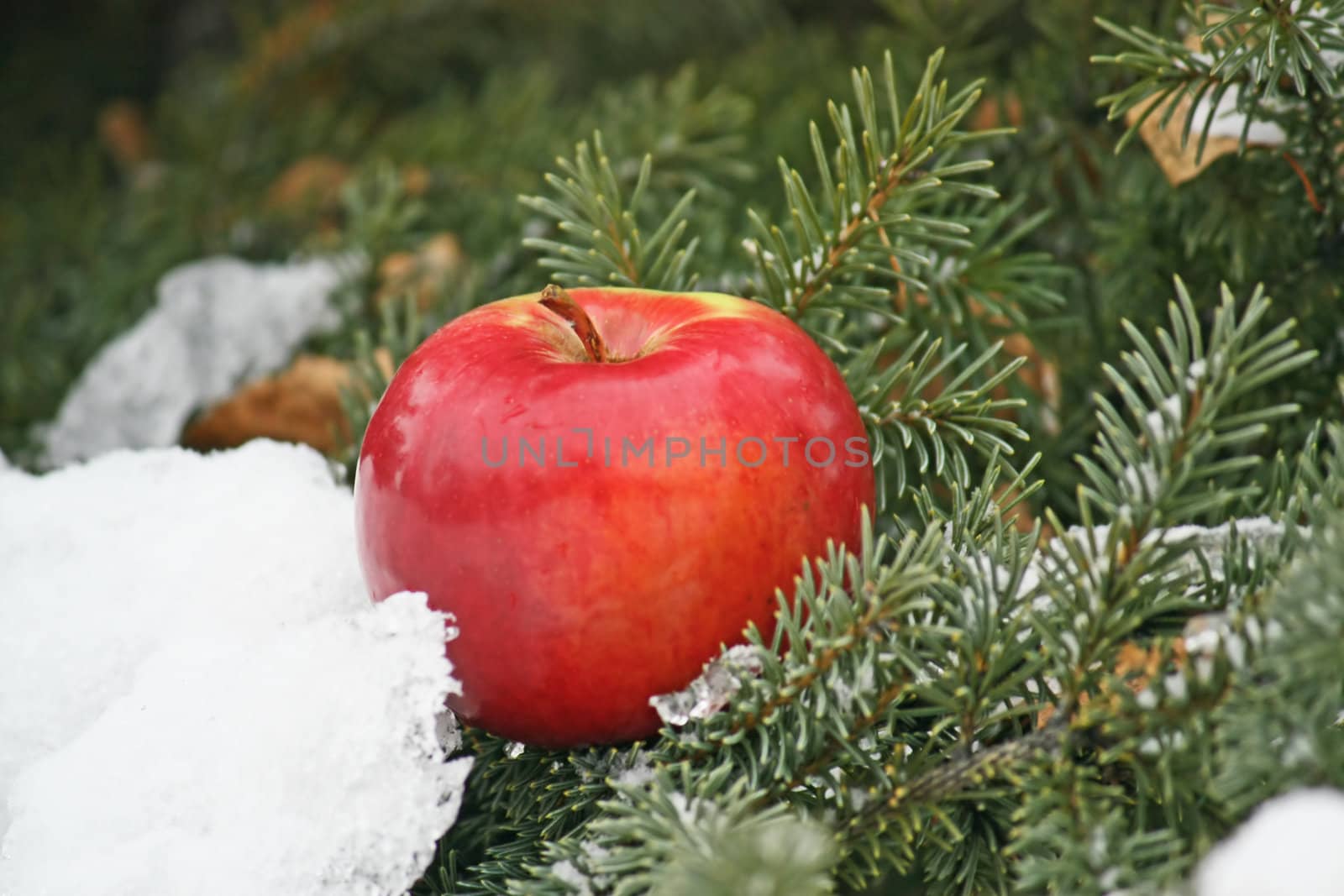 On a green branch of a pine the beautiful red apple lies. Nearby among needles the heap of snow is visible.
