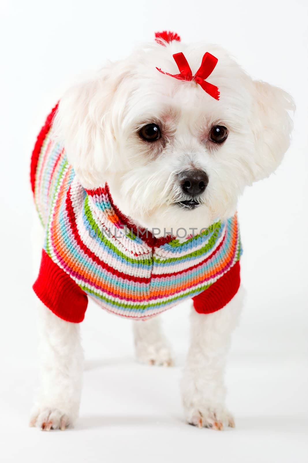 Maltese terrier wearing knitted jumper by lovleah