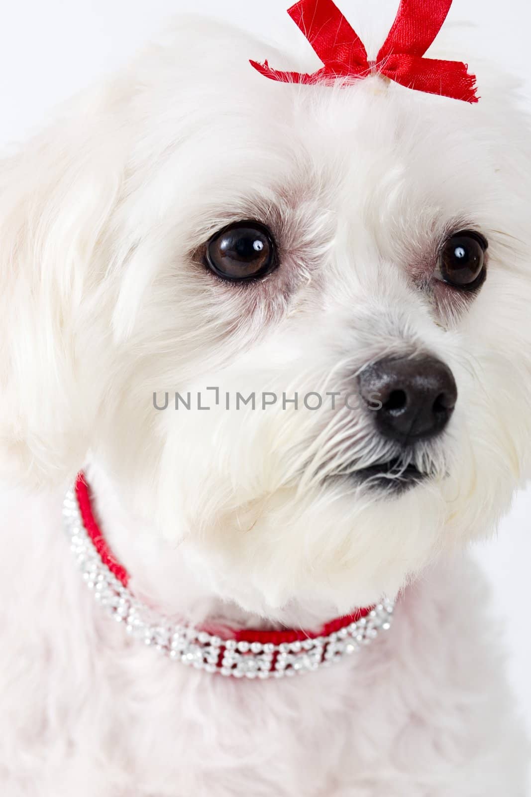 Maltese Terrier Face by lovleah