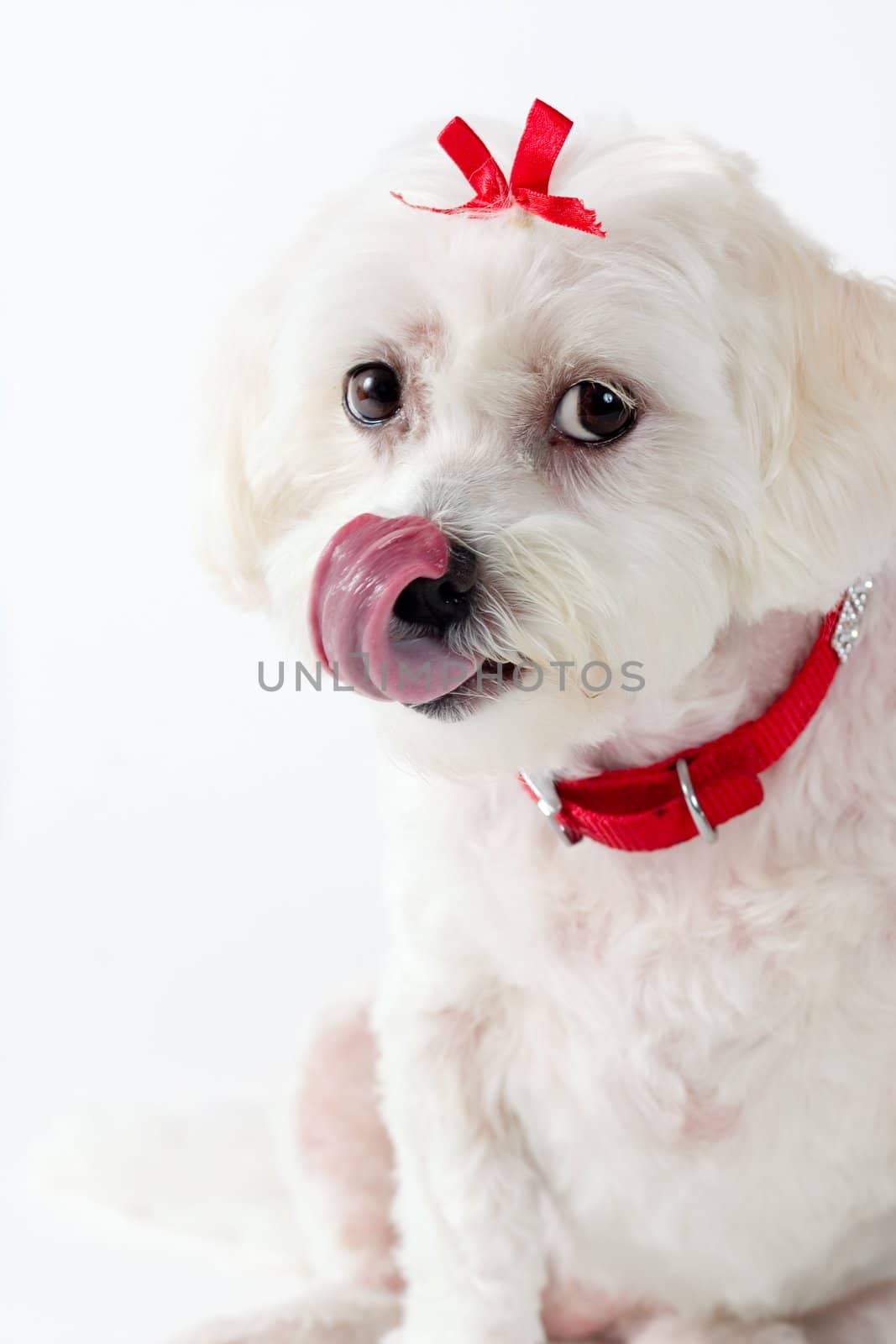 Mmmmm, Now that looks tasty.   This photo shows a small white dog licking its chops and looking at the camera.  Focus on face.