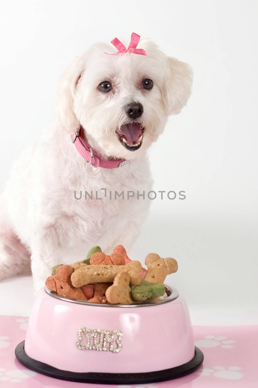 Barking dog sitting by a bowl of dog food