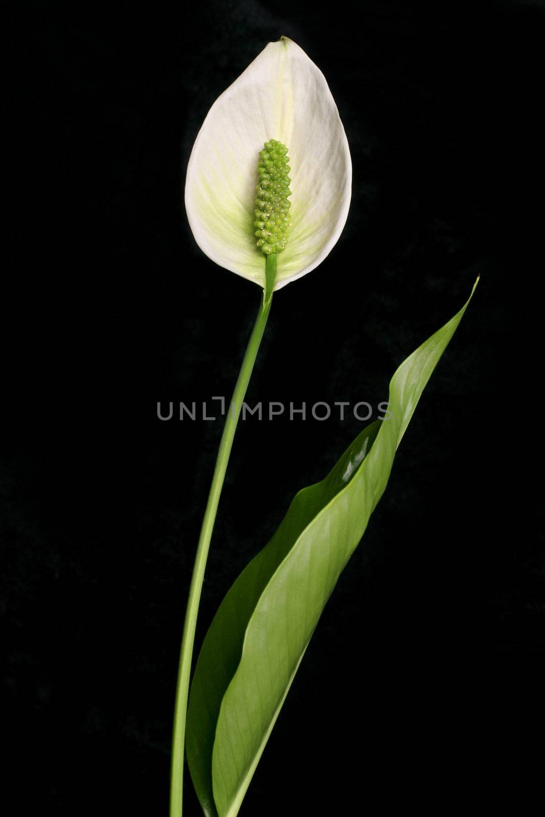 Spathiphyllum (Peace Lily) by lovleah