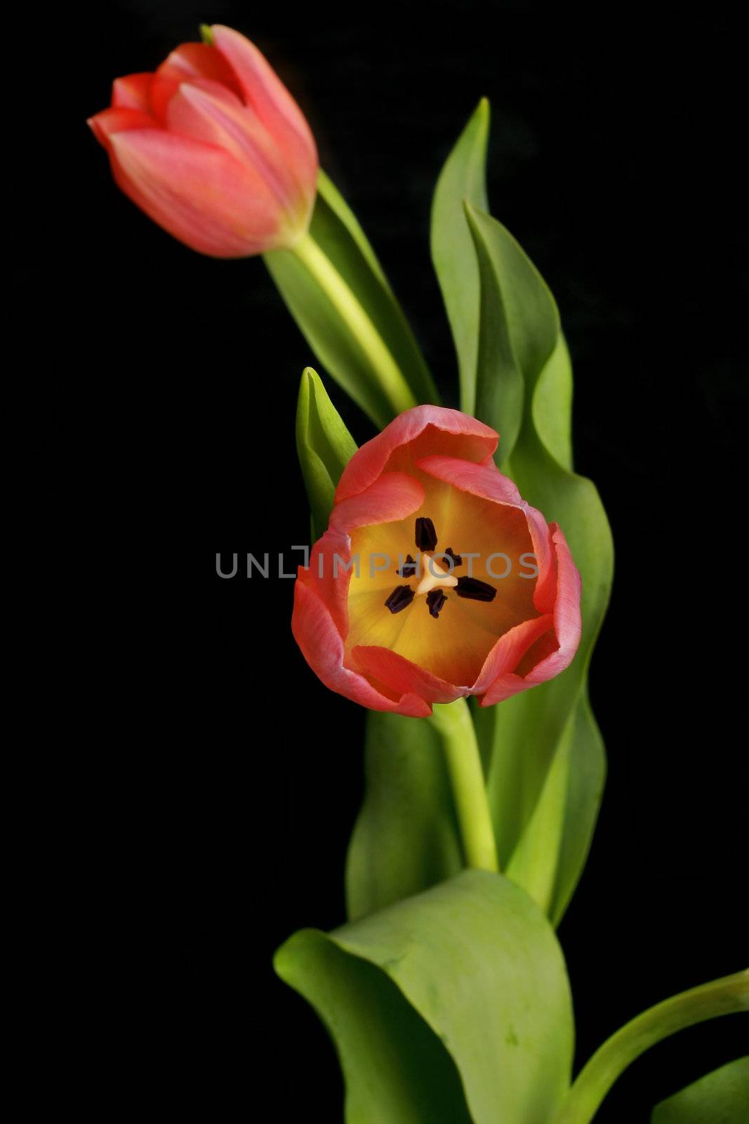 Two beautiful tulips entwined