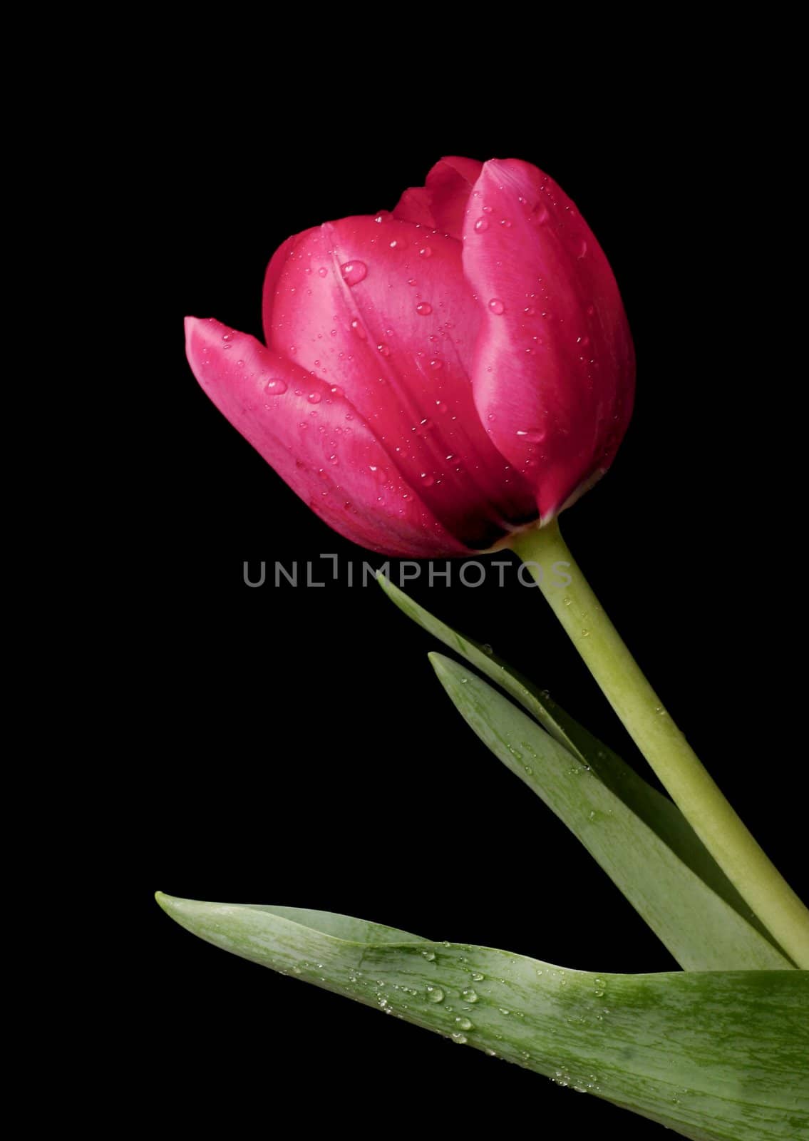 A red tulip with beads of water on petals, stem and leaves against a dark background