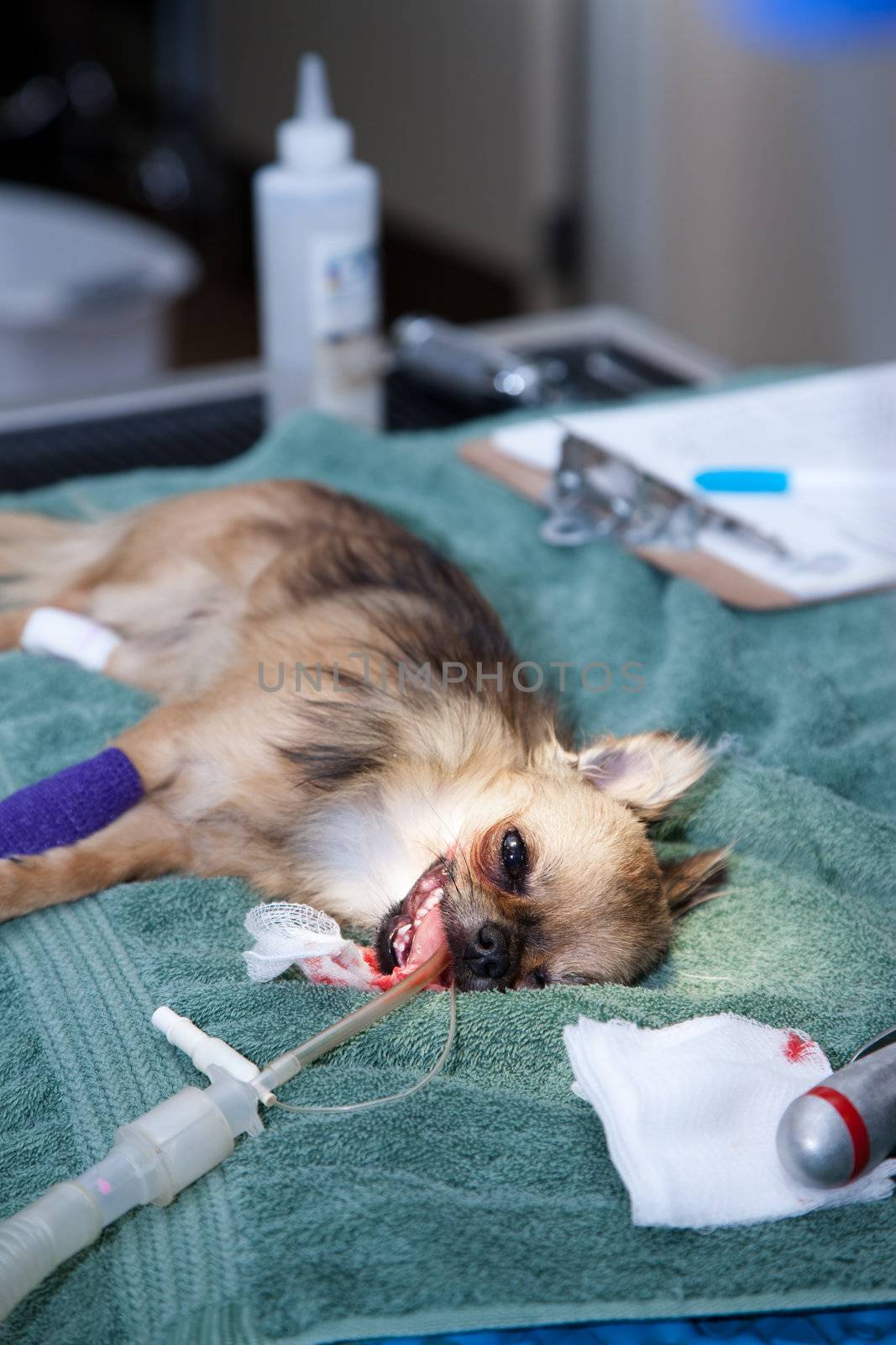 Small dog under anesthesia before an operation