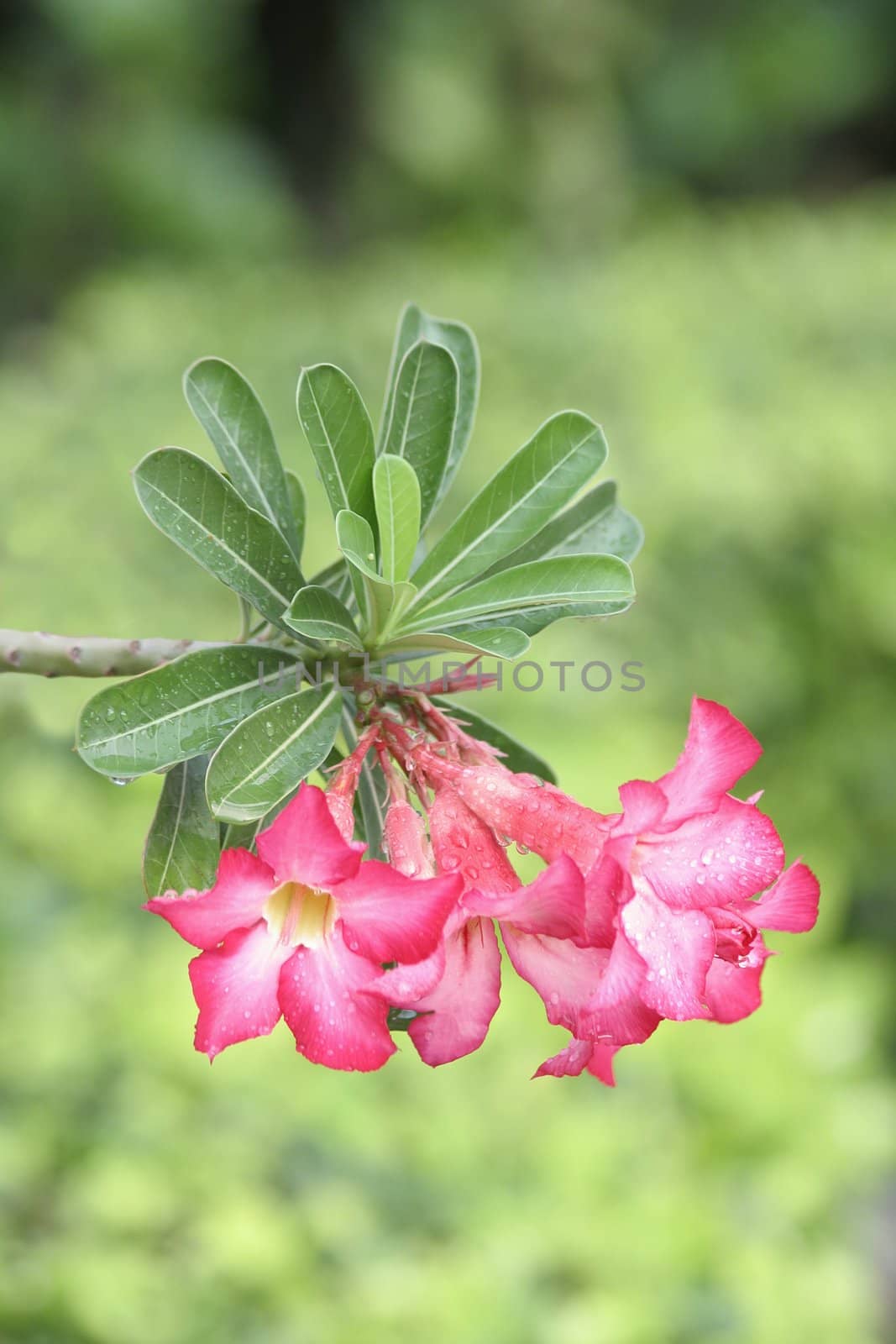 Pink azalea flowers 