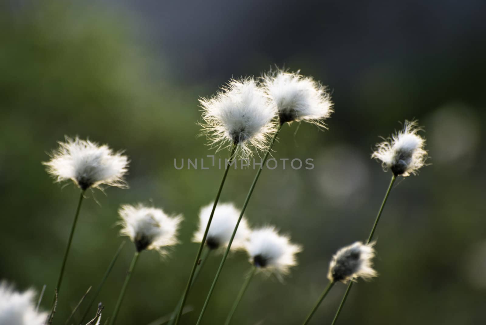 Several flowers swaying in the wind backlit by evening sunshine.