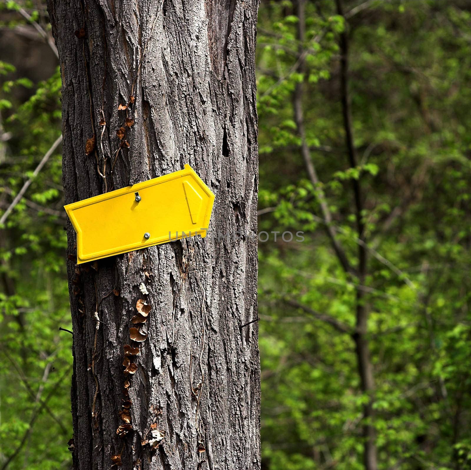  A blank yellow arrow on tree