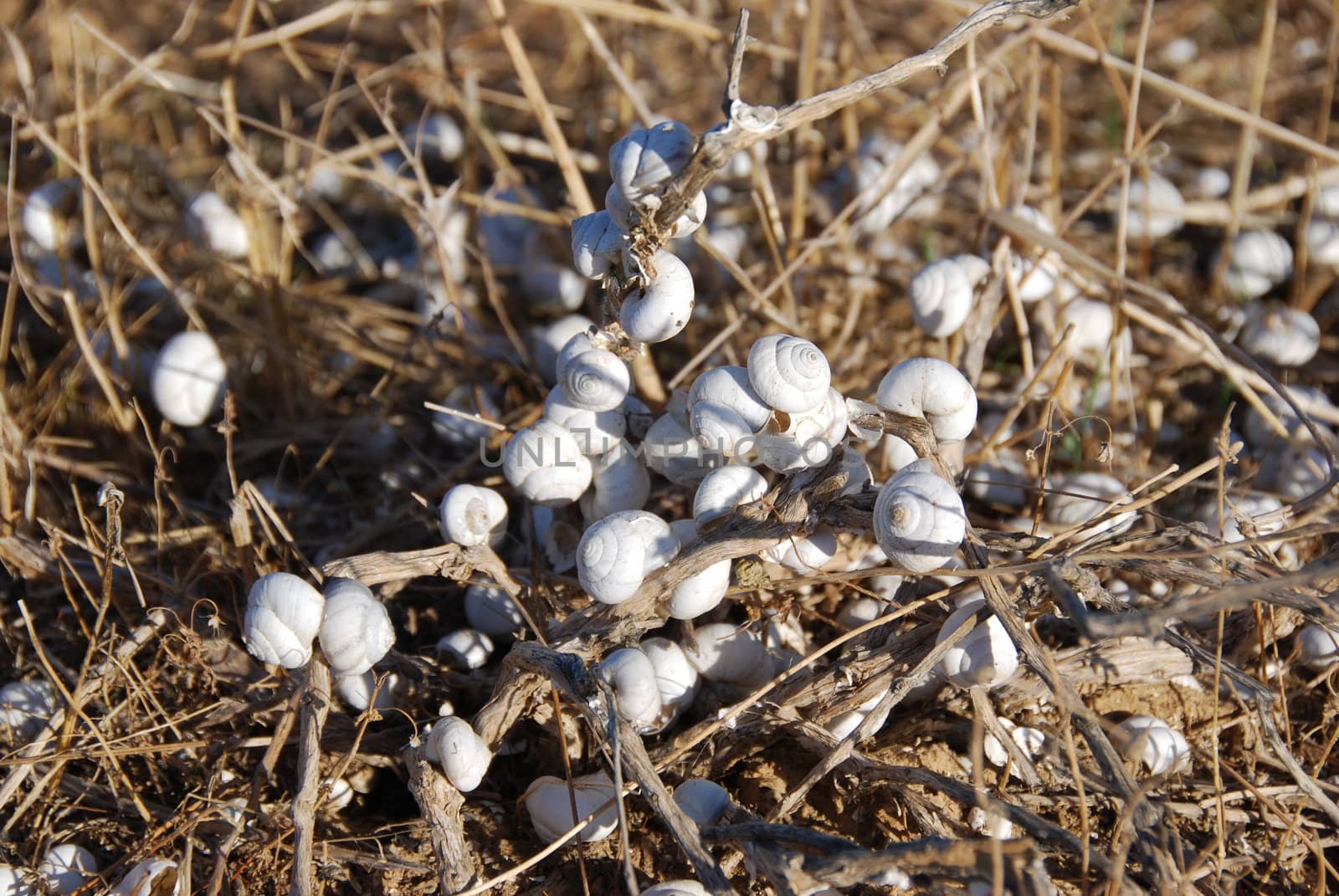 Invasion of snails in desert Negev