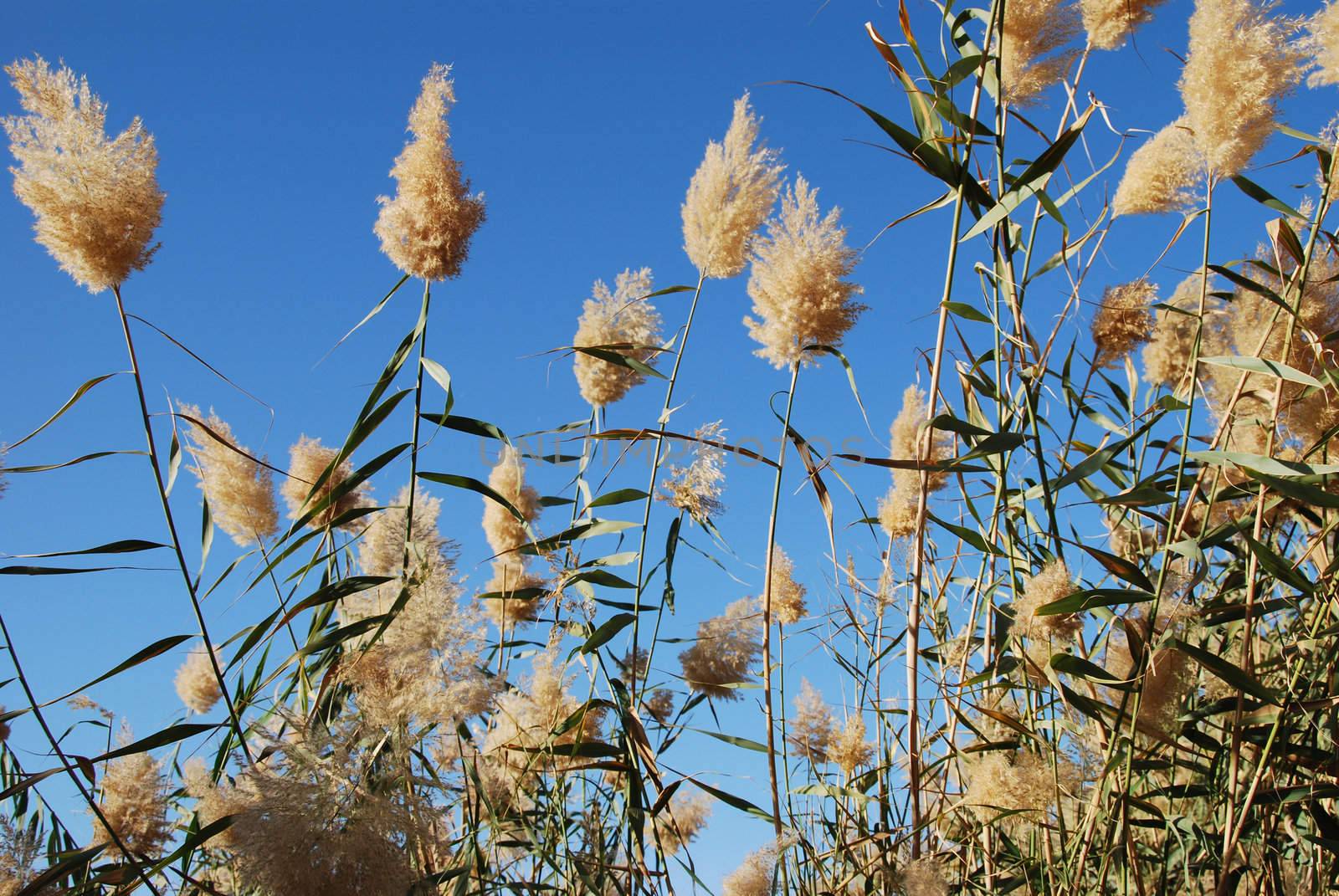 Wind in canes on a background of the blue sky