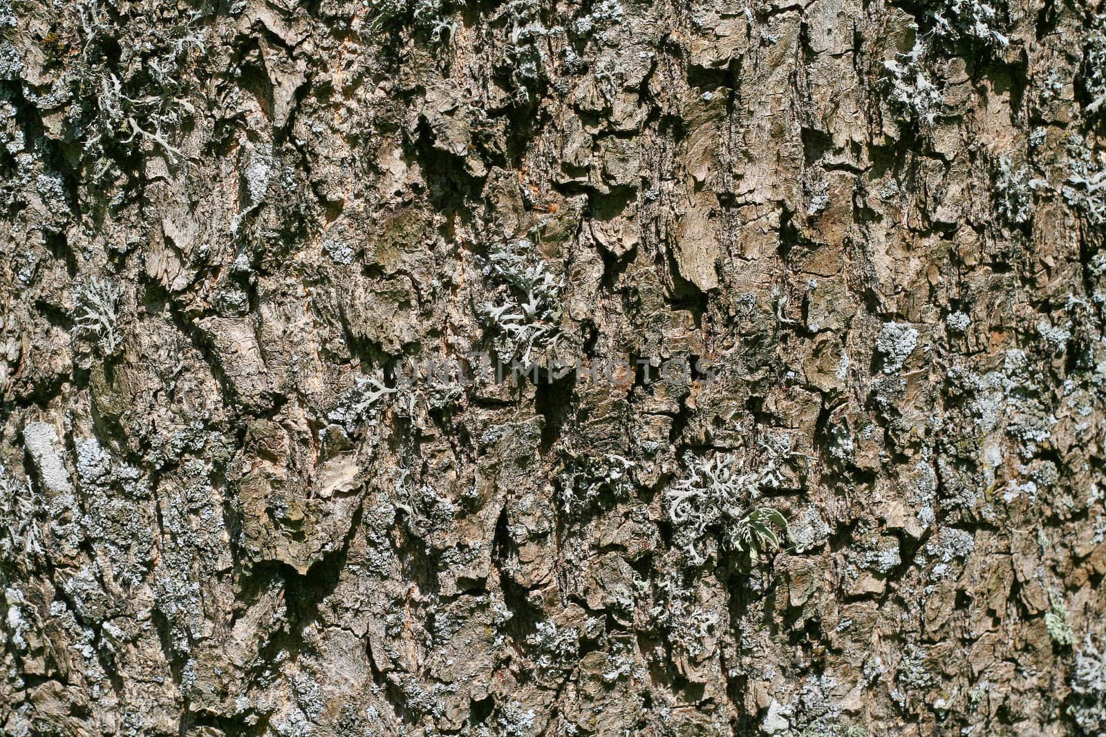 Close up of tree bark, texture.