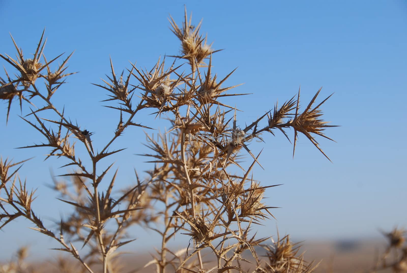 Prickly beauty on a background of the blue sky
