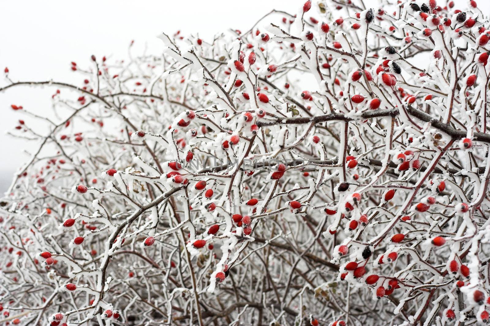 Snow covered Rose hips in winter 