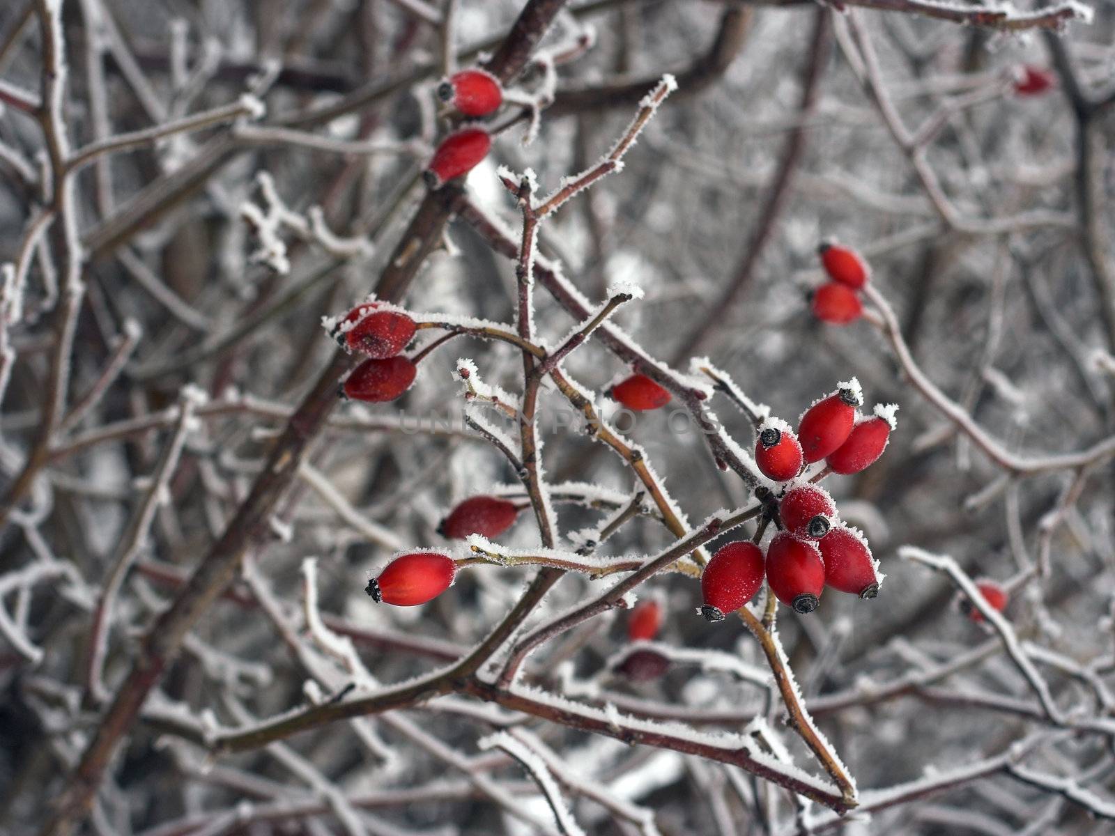 Snow covered Rose hips in winter 