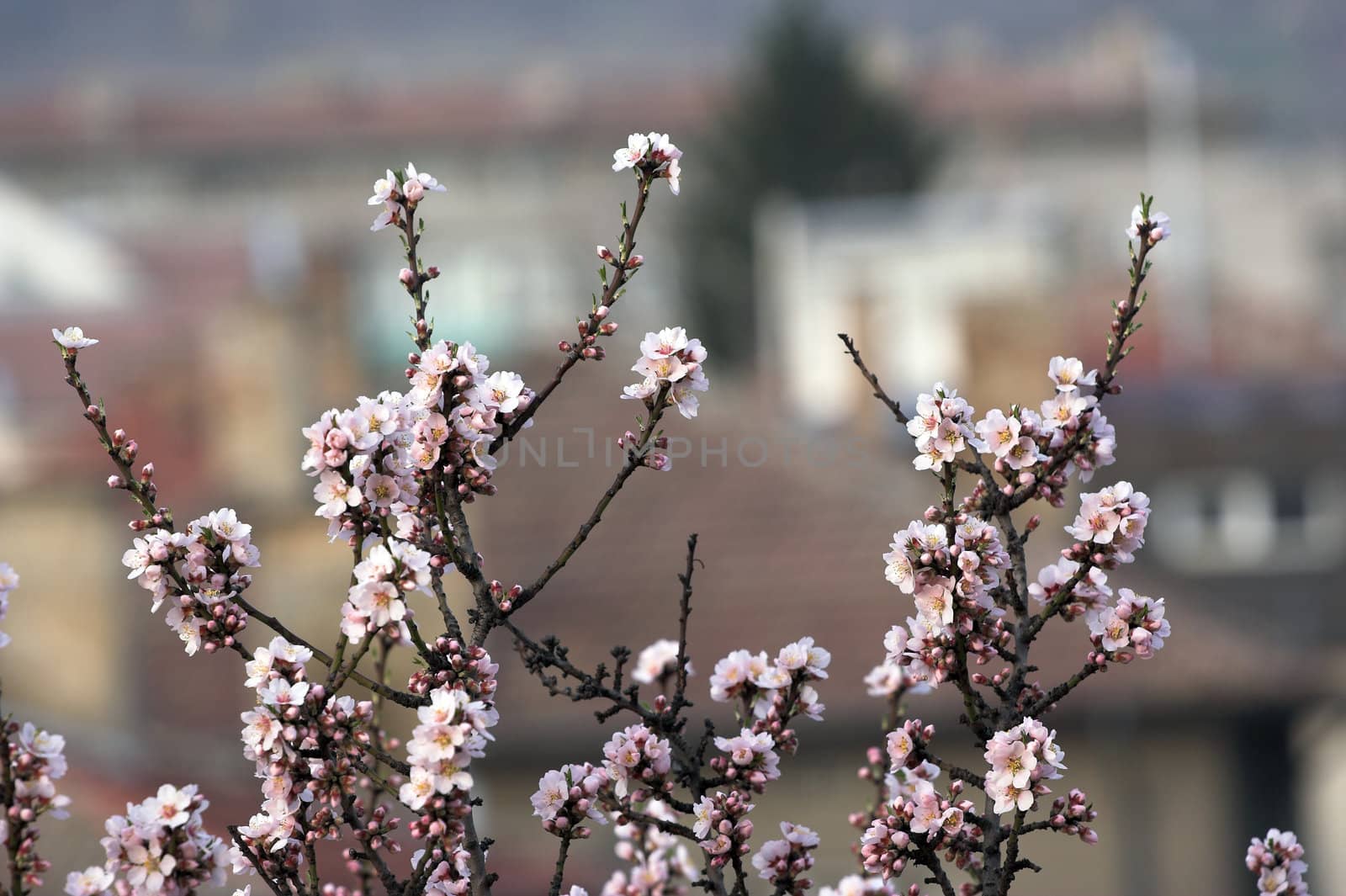 blooming almond tree by alexkosev