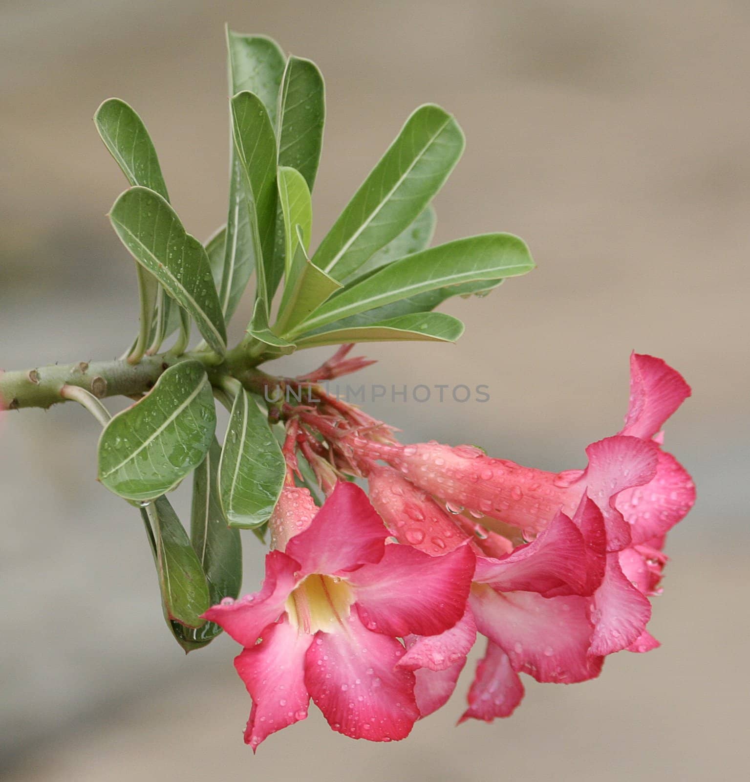 Pink azalea flowers by vvvera