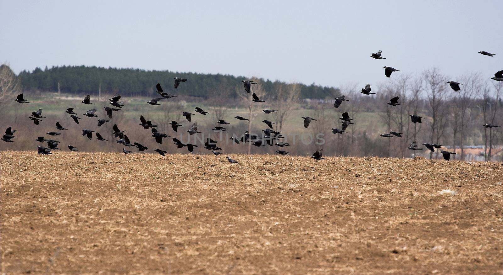 Flying birds  by alexkosev