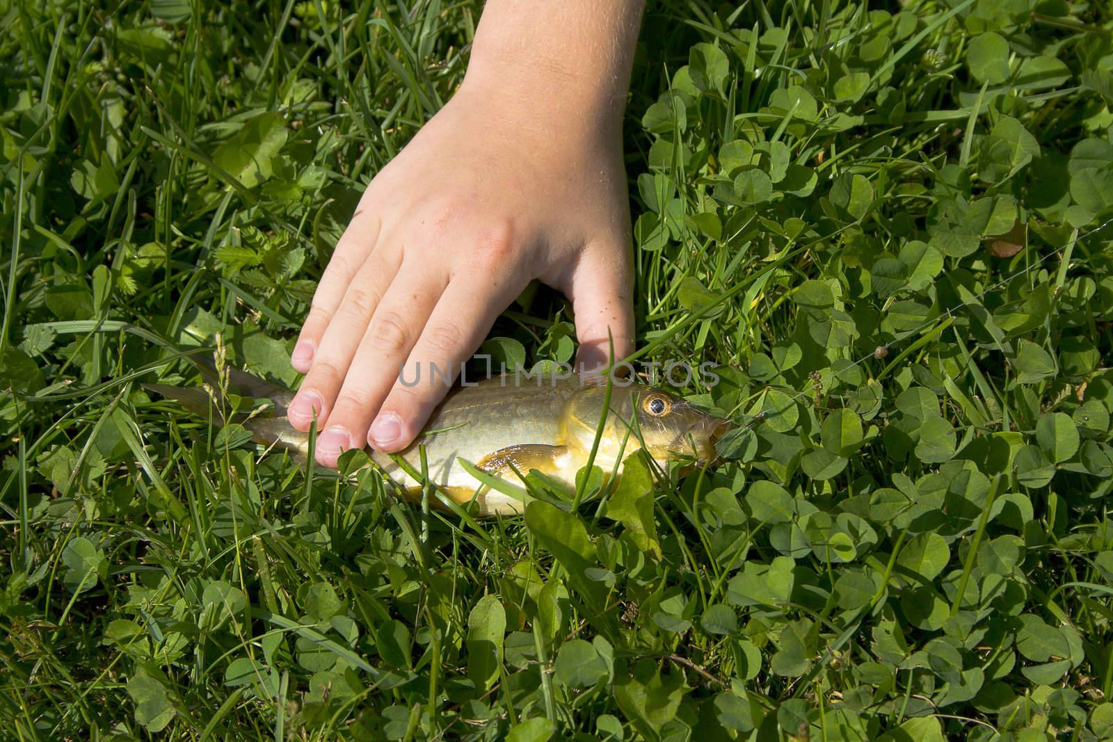 Fish on the grass