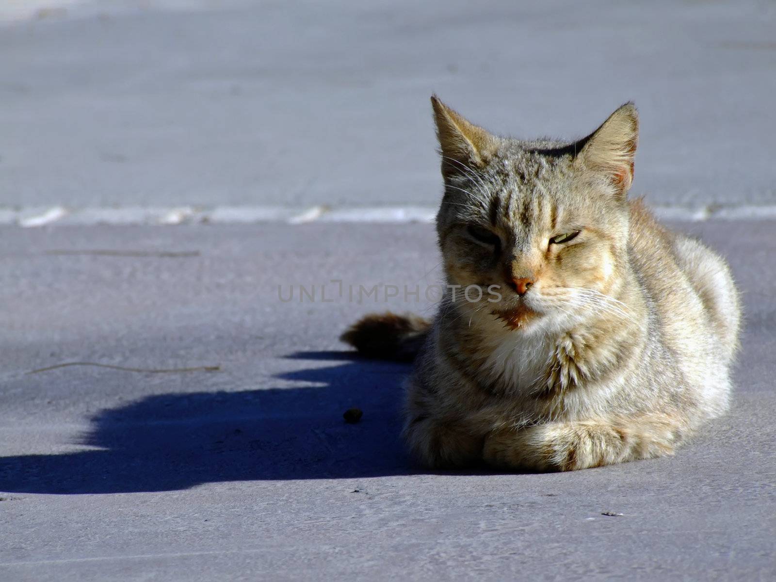 Stray Cats - Various imagery depicting stray street cats typical of the streets of Malta