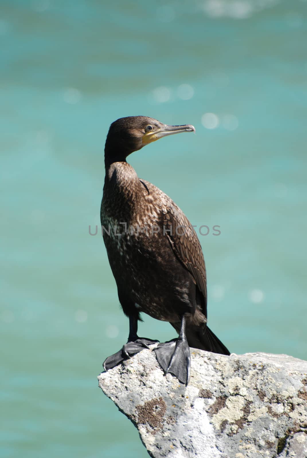 cormorant sitting on the rock