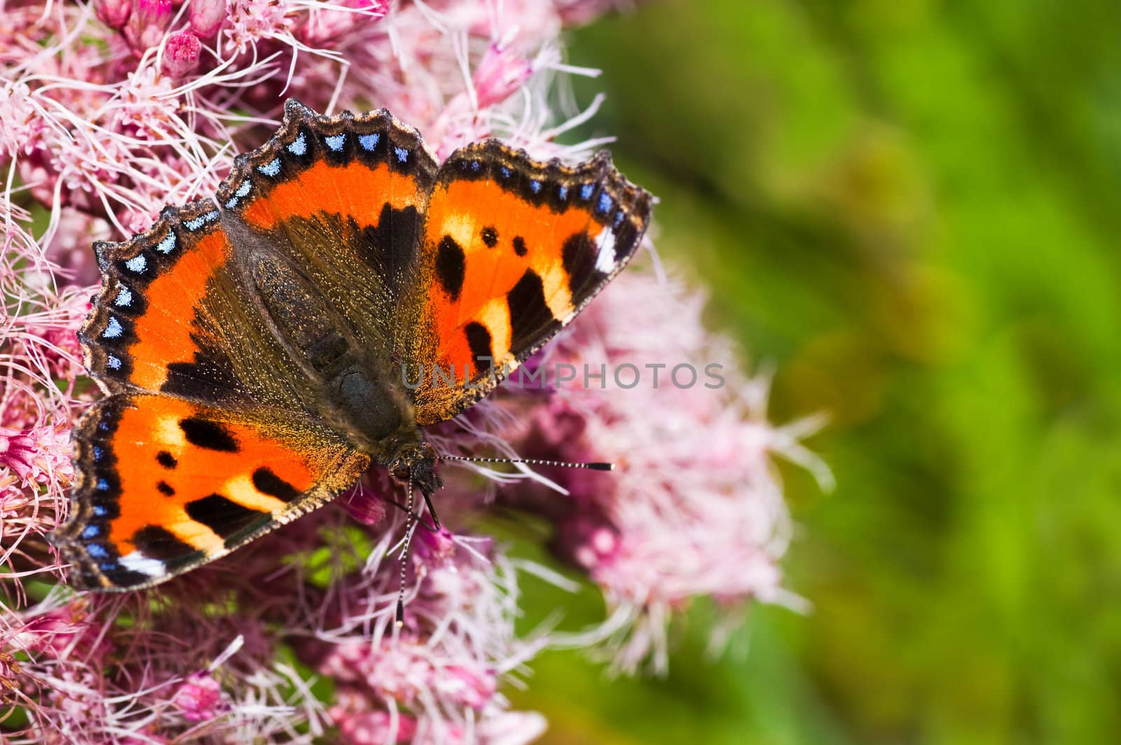 Small tortoiseshell or Aglais urticae on Gravel root by Colette