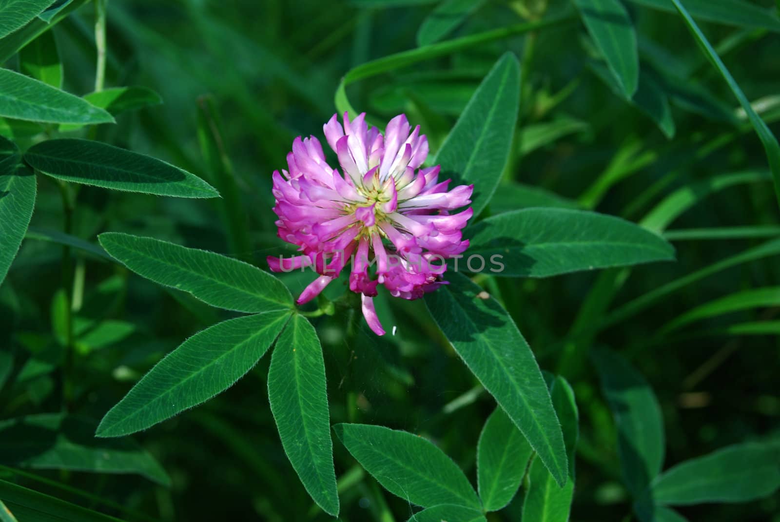 macro of clover flower with leaves